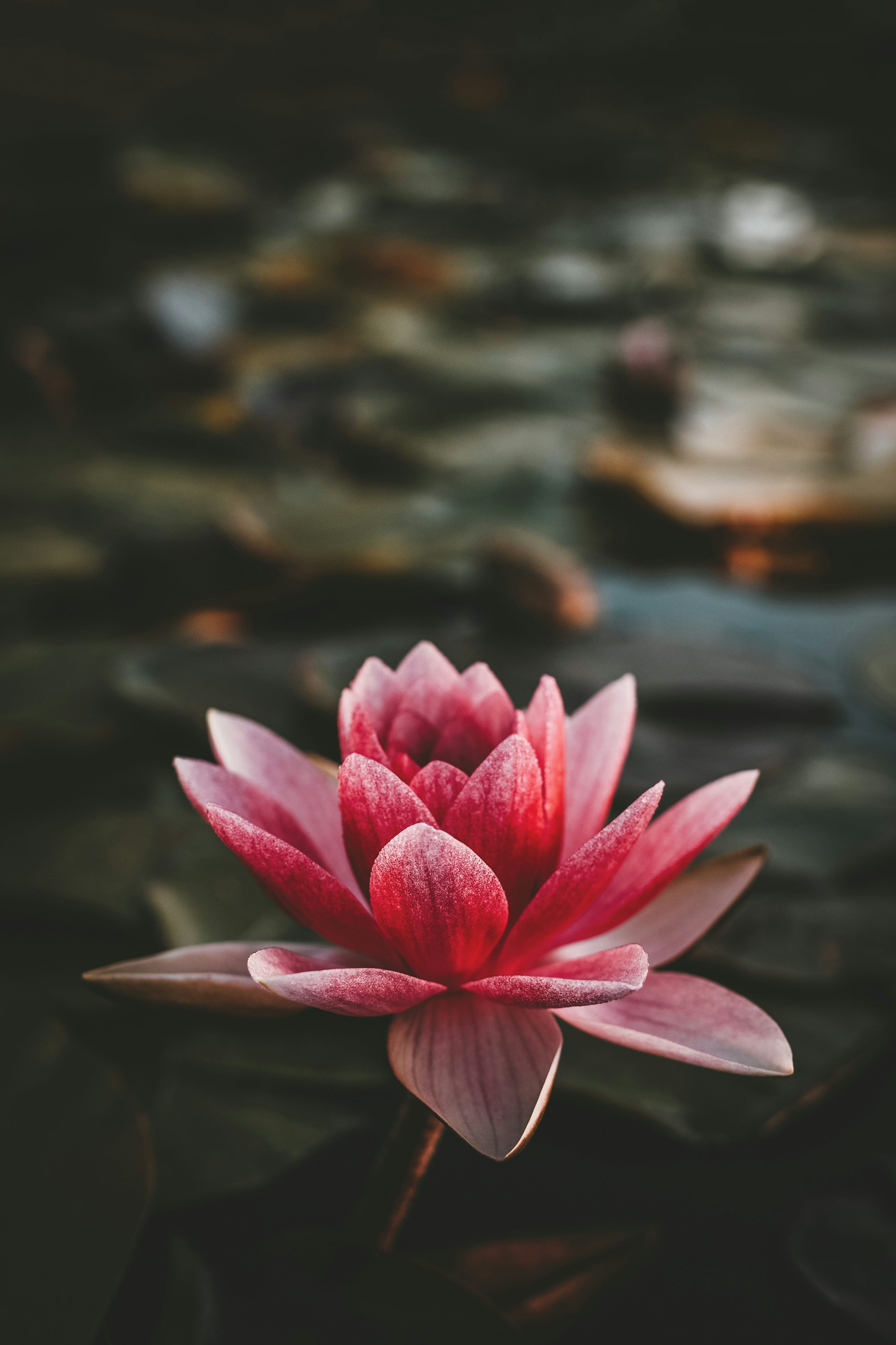 Pink and white lotus flower photo