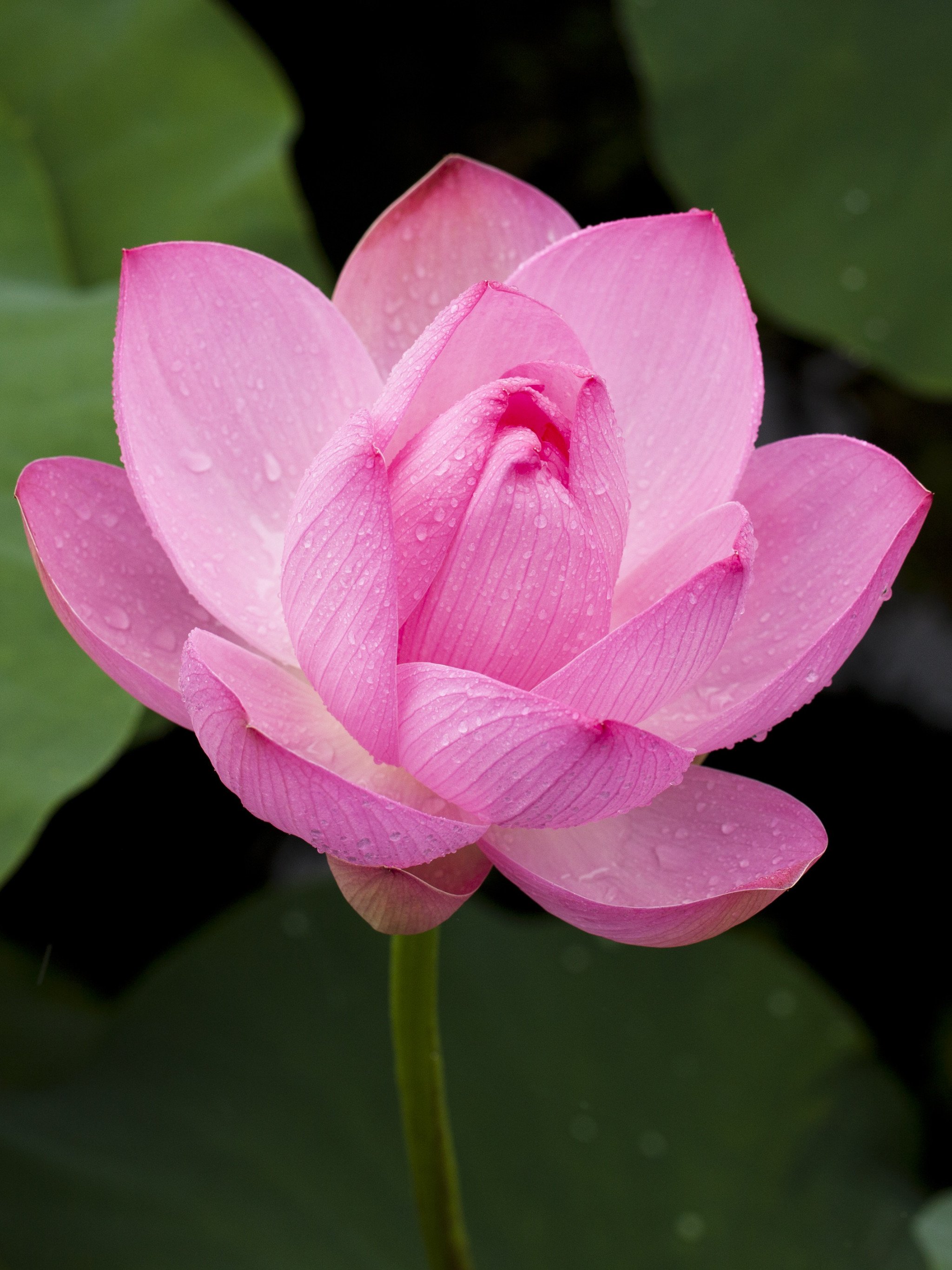 Pink Lotus Flower Wallpaper, Android & Desktop Background