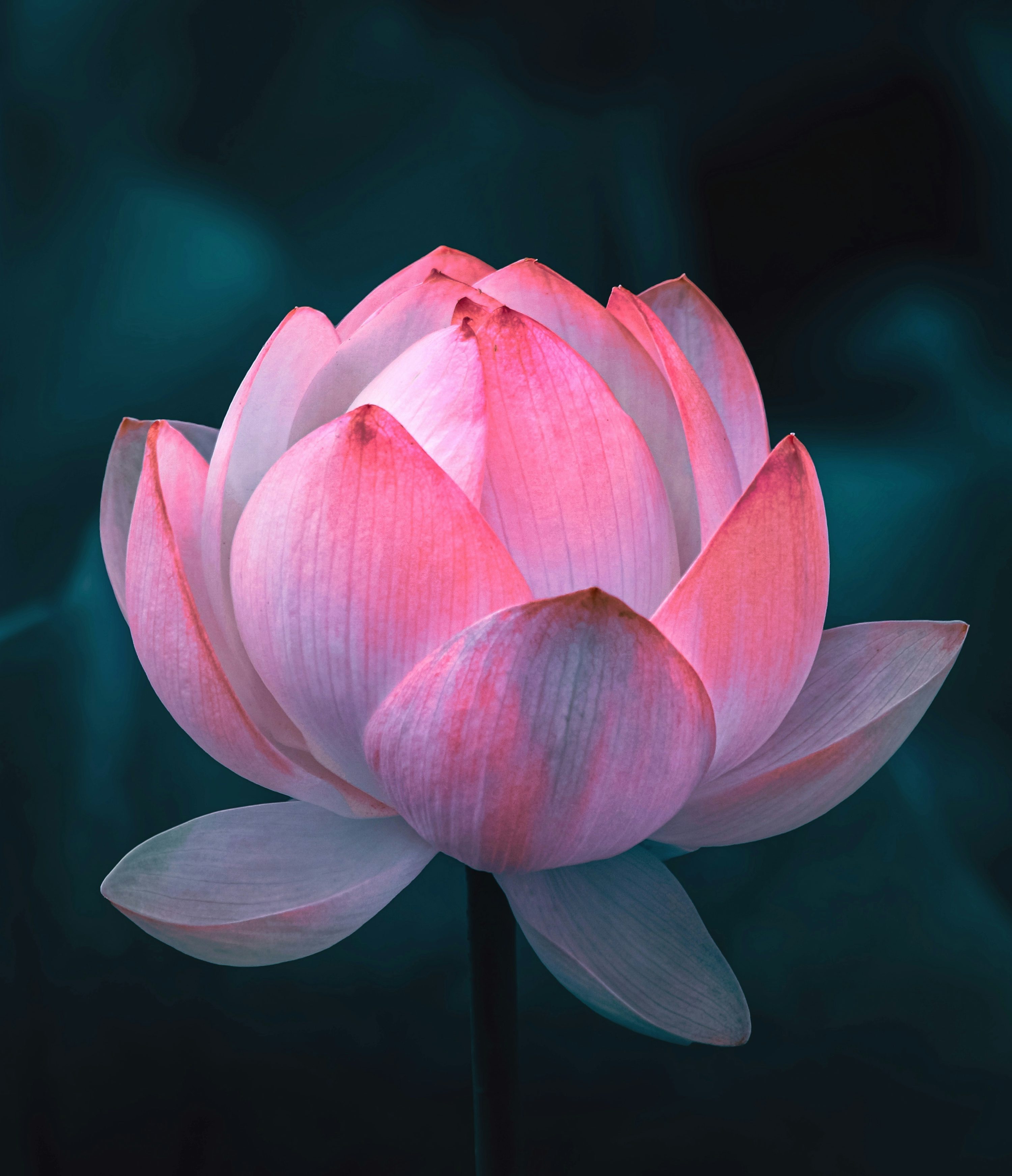 Lotus Picture. Download Free Image