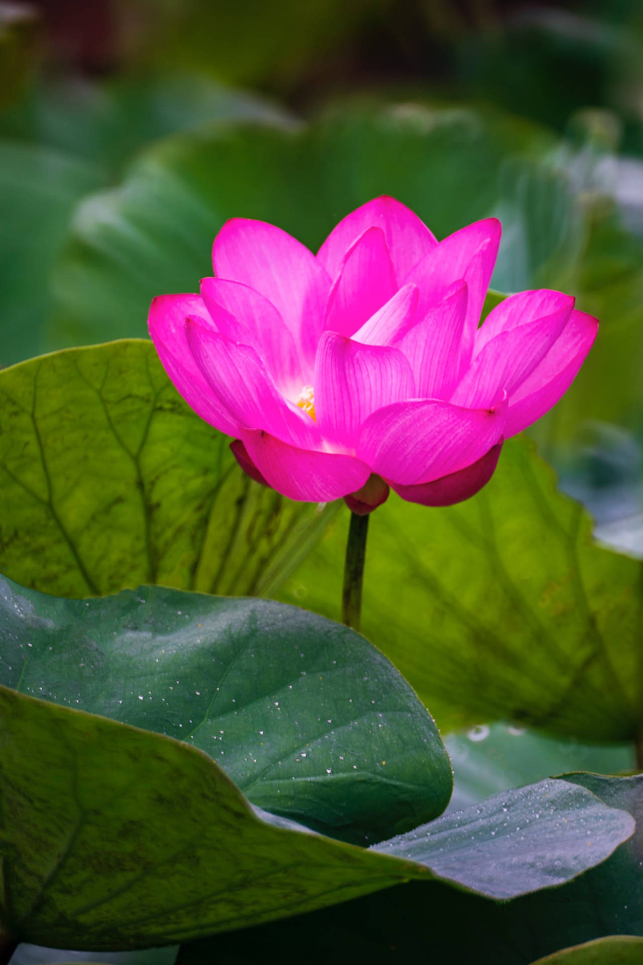 Download Most Beautiful HD Pink Lotus Wallpaper