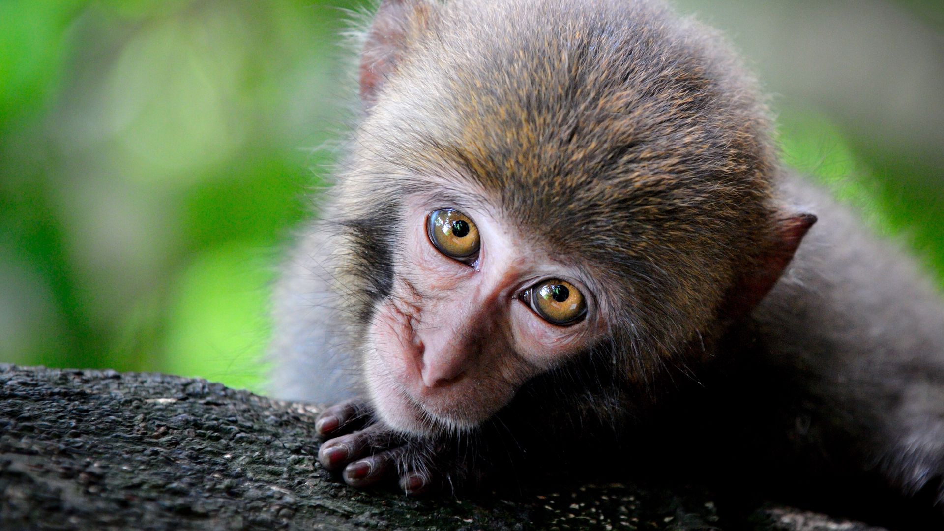Download wallpaper 1920x1080 monkey, cute, look, primate full hd, hdtv, fhd, 1080p HD background