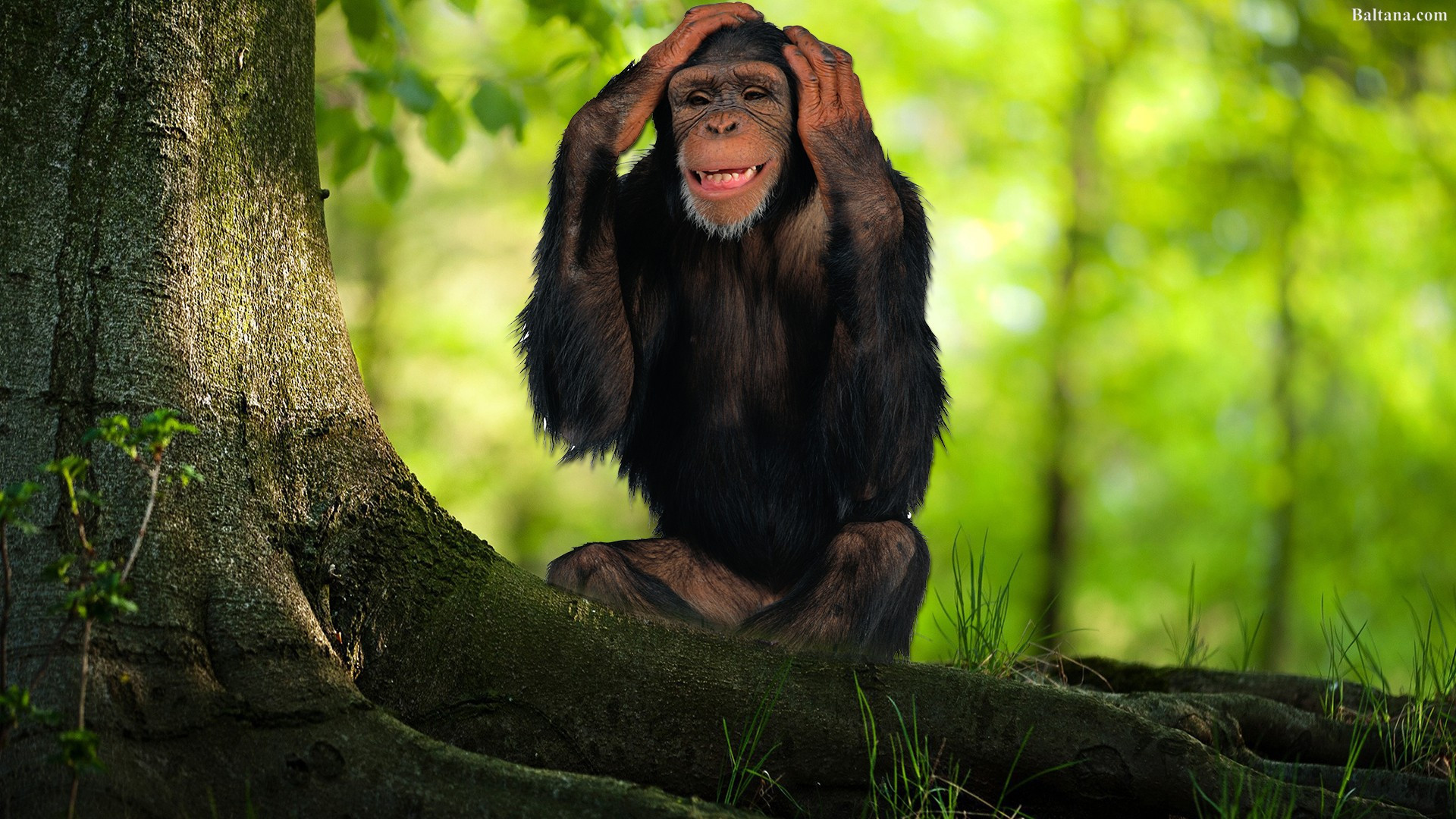 Monkey Best HD Wallpaper 31599