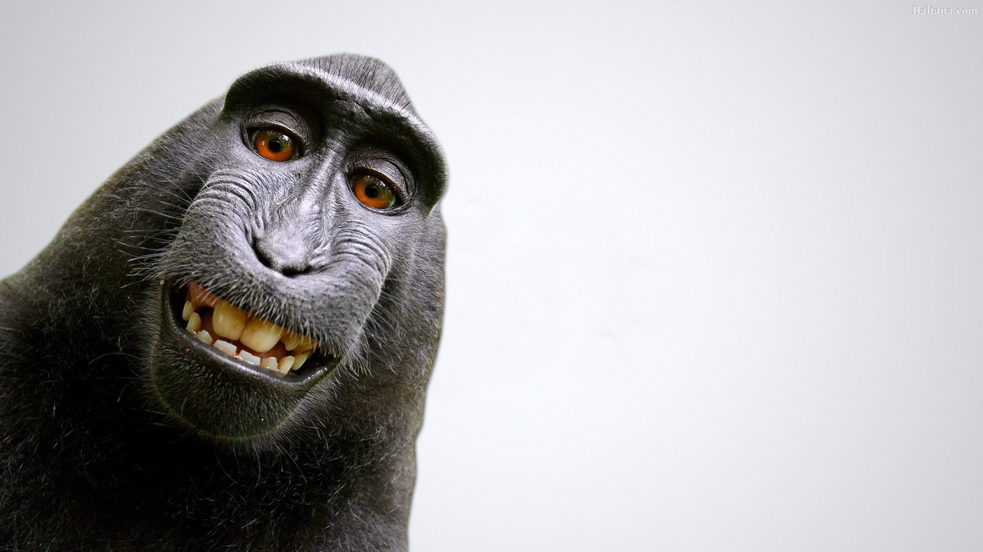 Monkey Widescreen Wallpaper 31609