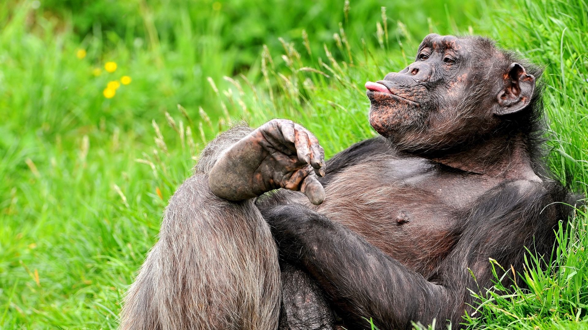 Download wallpaper 1920x1080 monkey, lying, rest full hd, hdtv, fhd, 1080p HD background