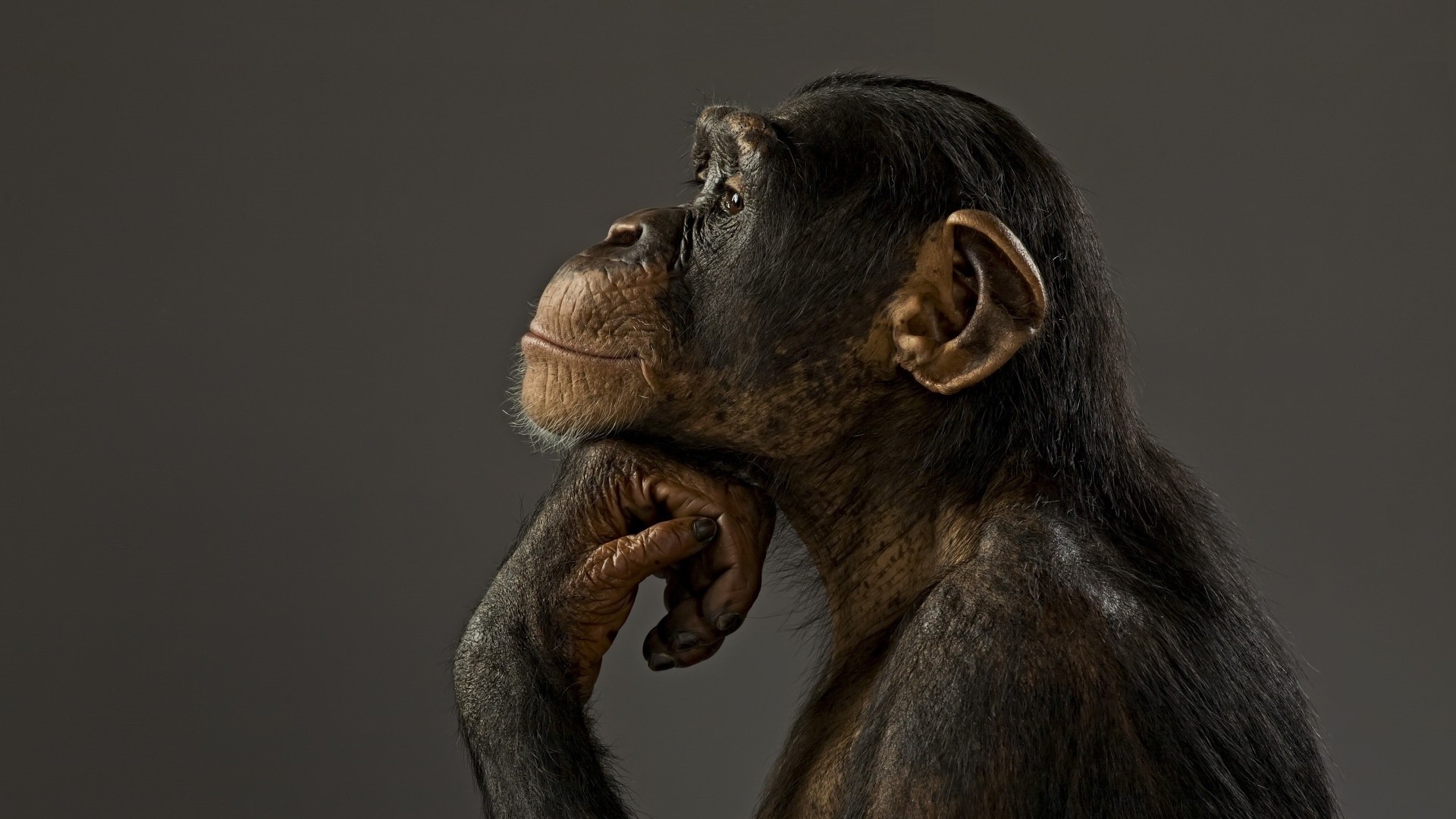 animals, Chimpanzees, Monkeys Wallpaper HD / Desktop and Mobile Background