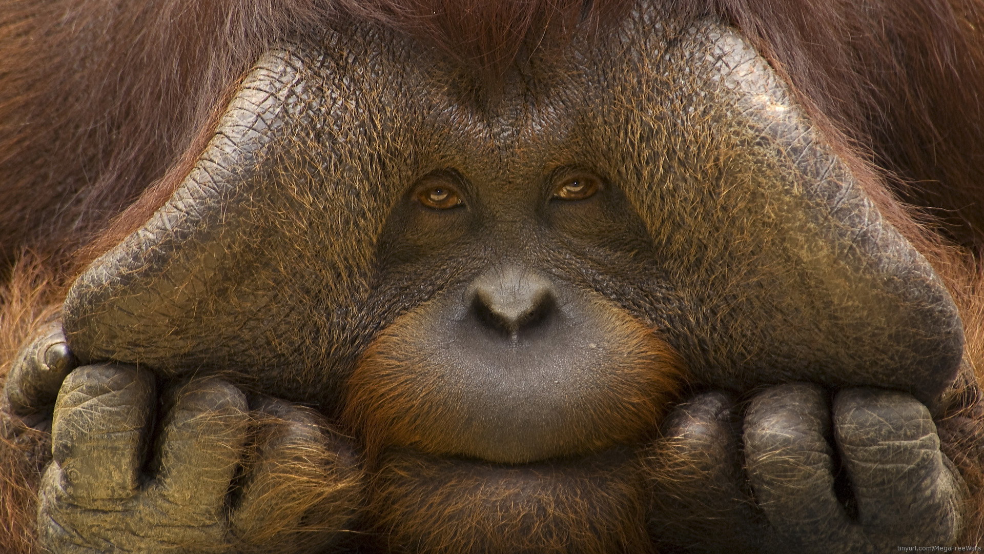 Download Monkey Animal Orangutan HD Wallpaper