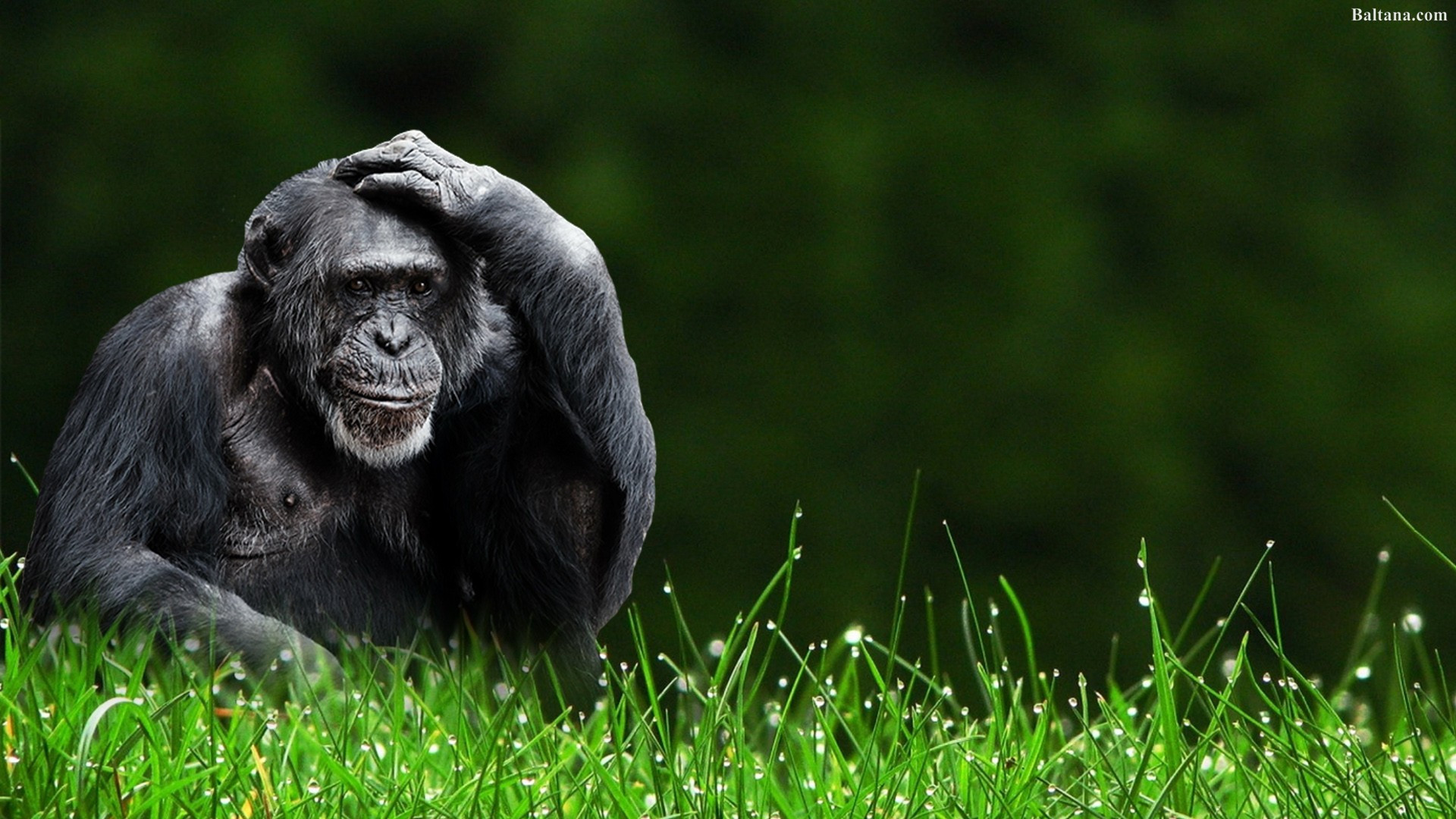 Monkey Background HD Wallpaper 31596