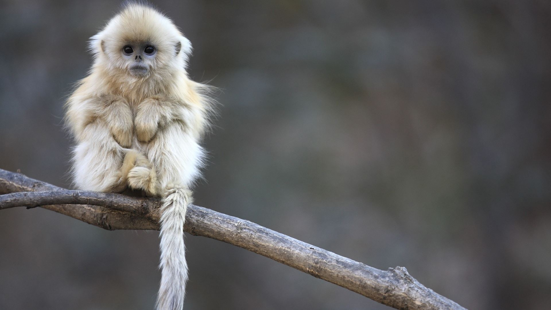 White Monkey • Image • WallpaperFusion by Binary Fortress Software