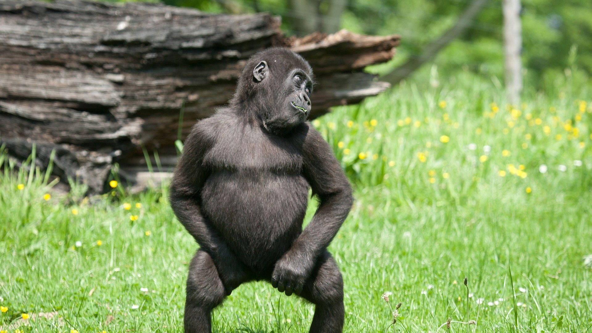 Download wallpaper 1920x1080 monkey, grass, walk, cute full hd, hdtv, fhd, 1080p HD background