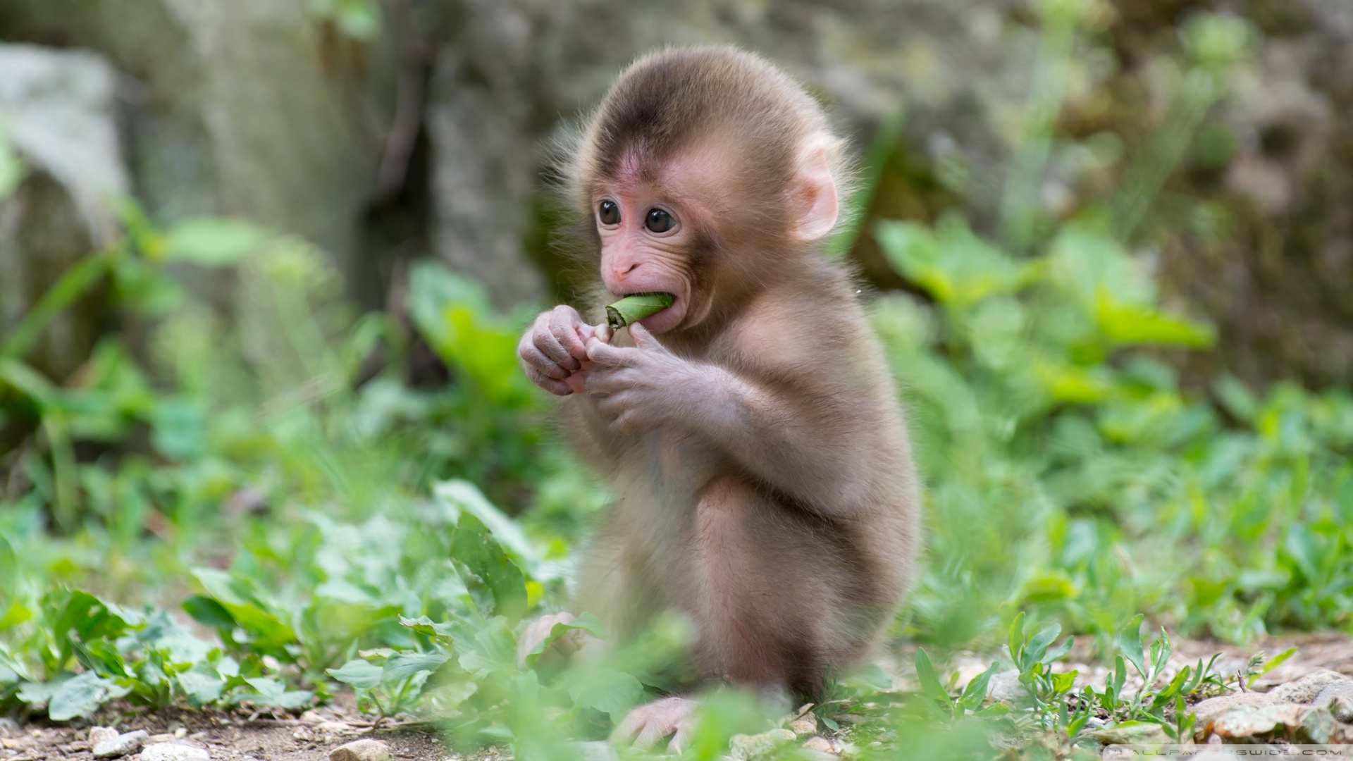 Baby Macaque Monkey 4K UHD Wallpaper for UltraHD Desktop and TV, Widescreen and UltraWide Display, Smartphone and Tablet Devices