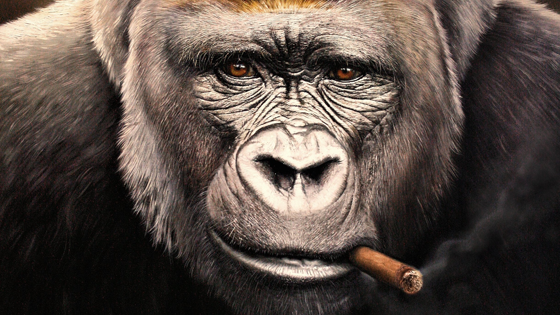 Wallpaper monkey Cigar Gorilla Face Snout Staring Animals 1920x1080