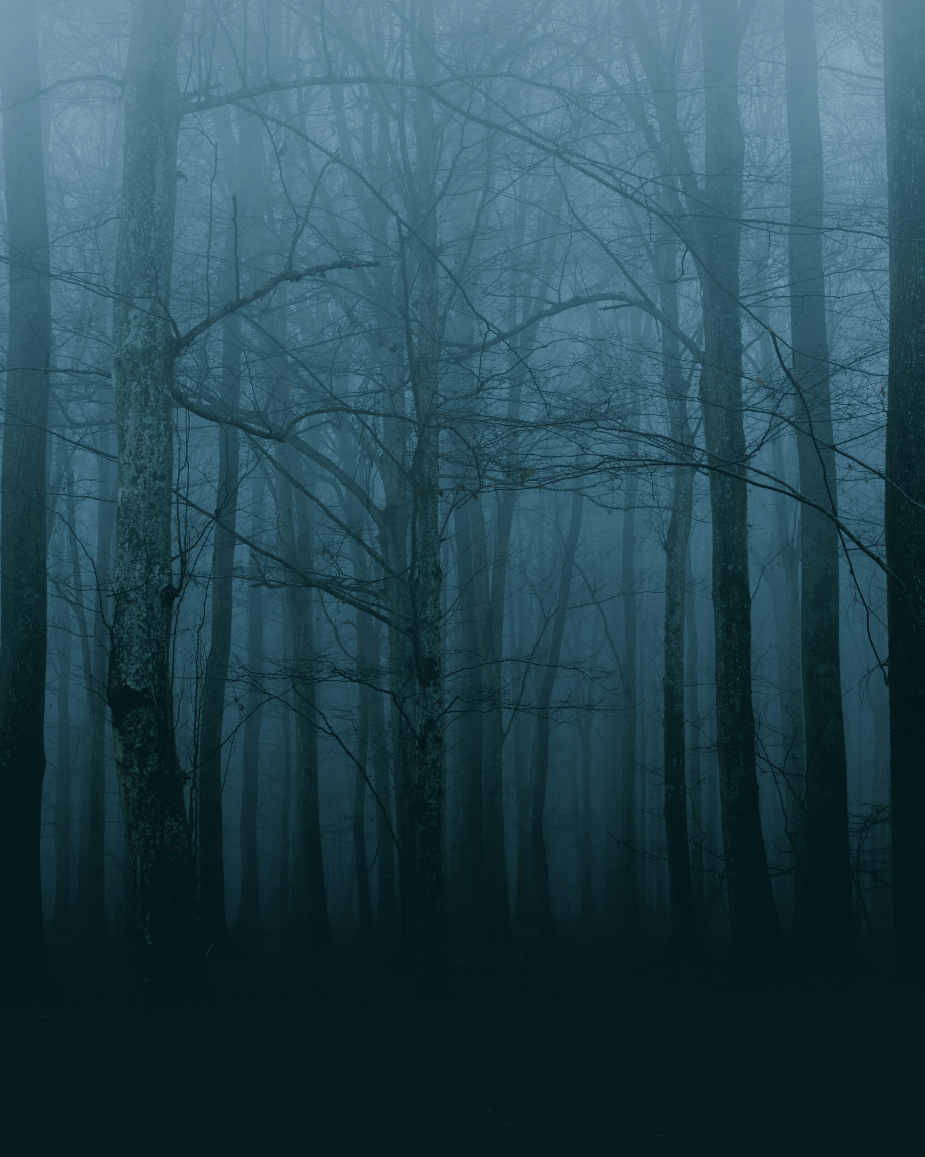 Horror Forest Picture. Download Free Image