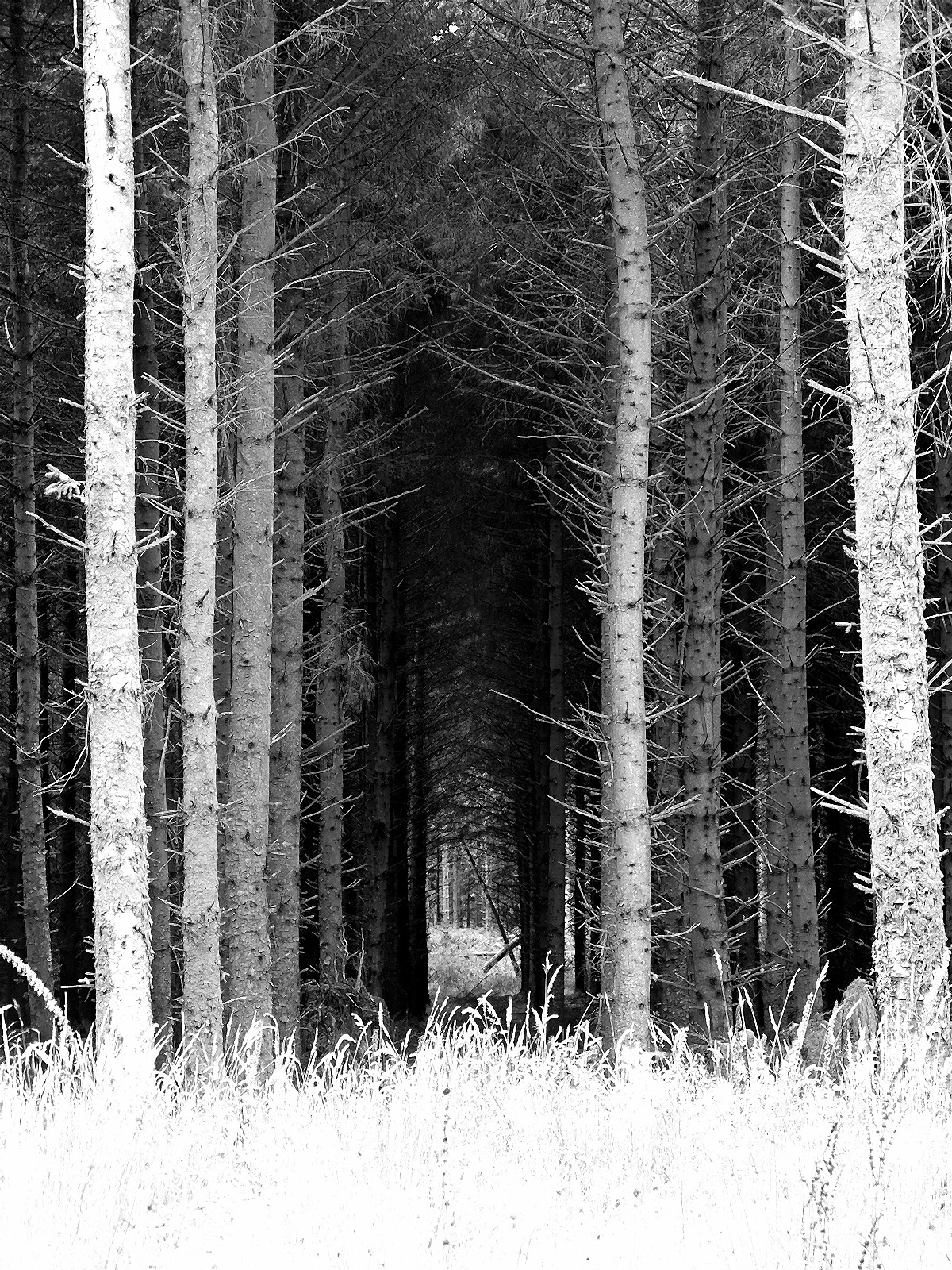 spooky wallpaper photo of forest on Dartmoor England like a scene from horror movie