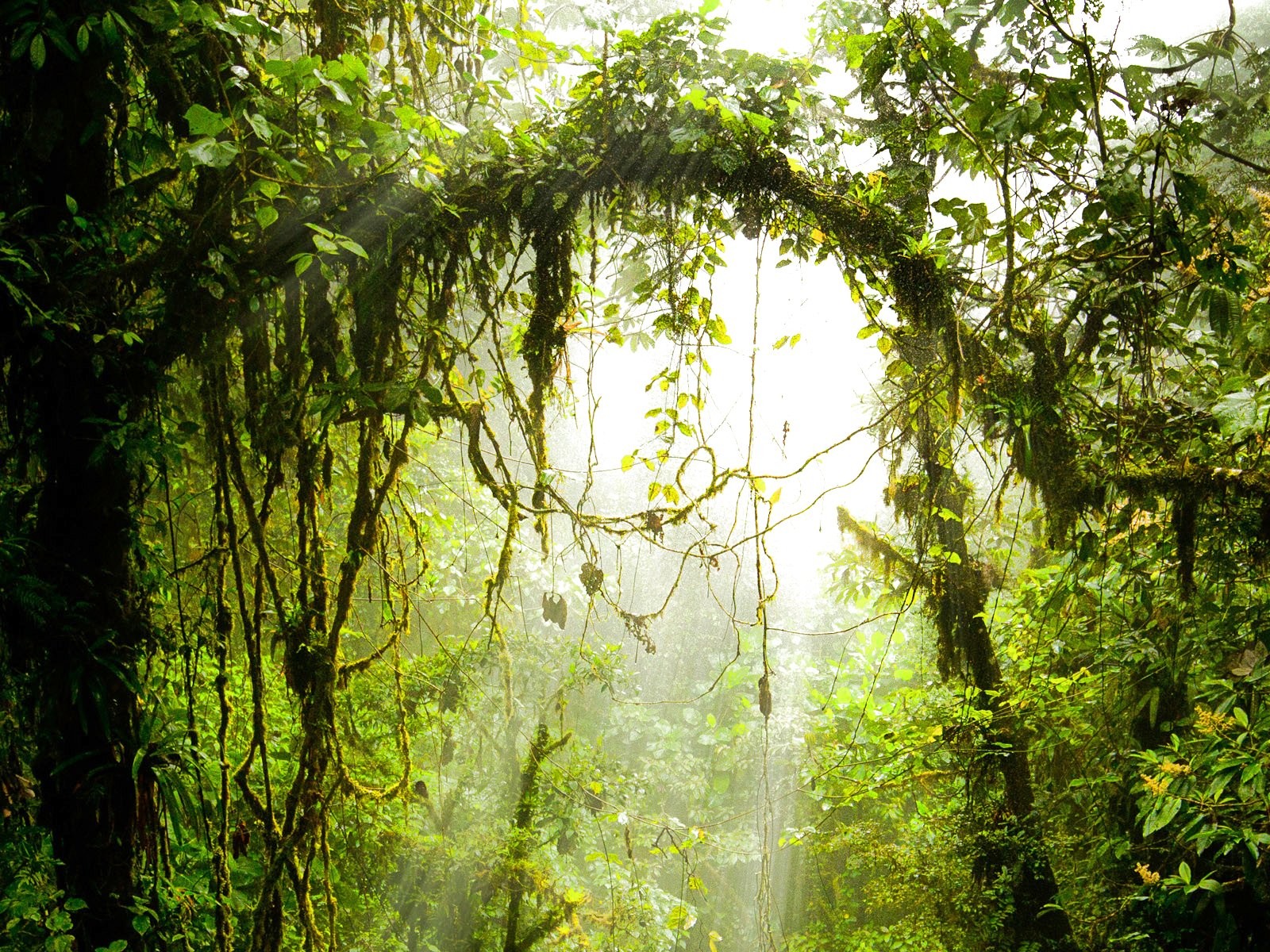 Hd, android, forest, Wallpaper, Tree Landscape, Horror, Wallpaper & Background Download