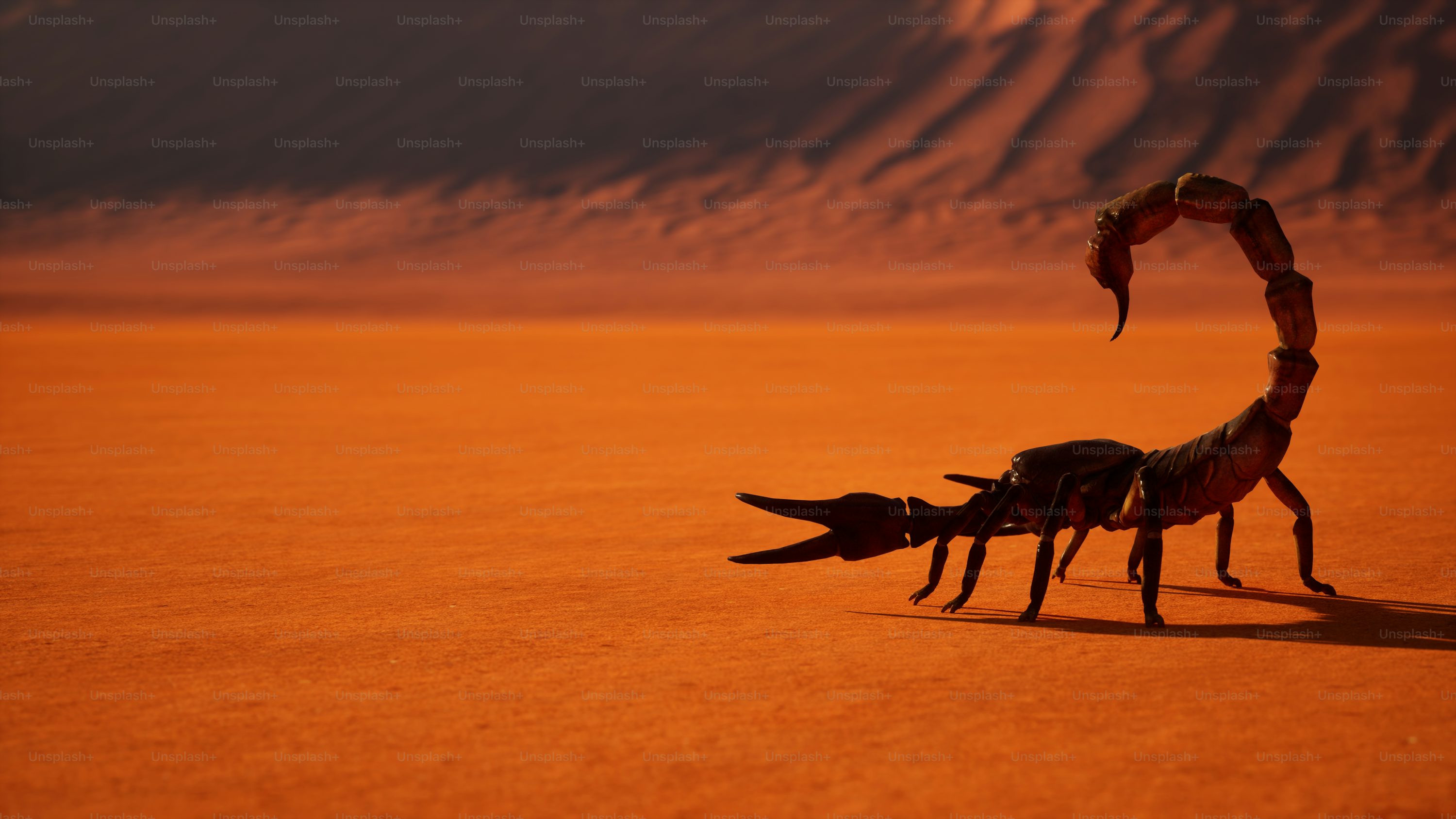 1K+ Scorpion Picture. Download Free Image