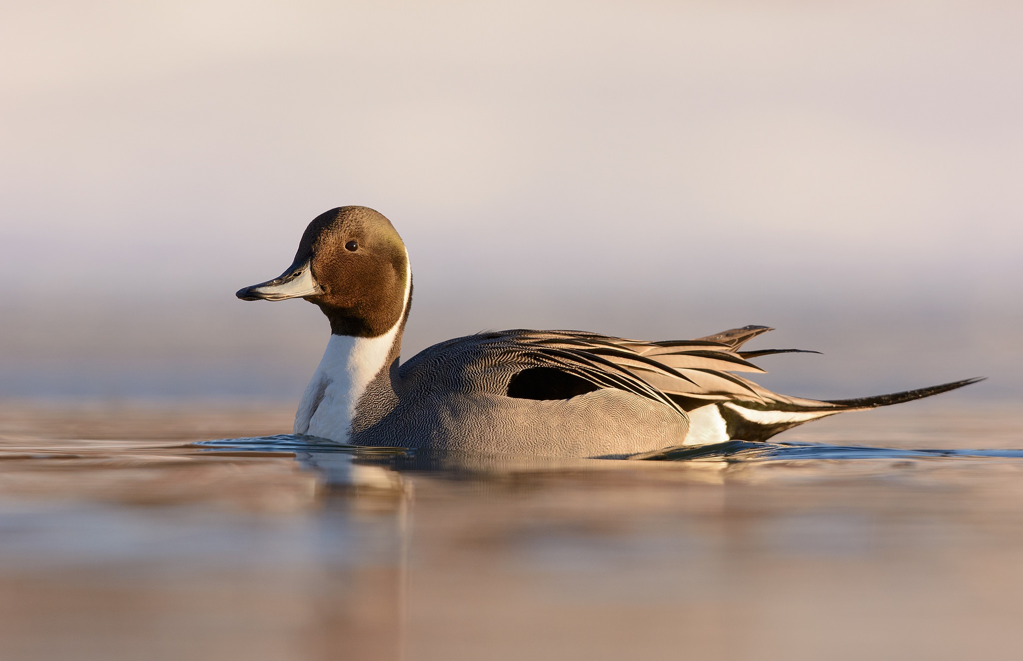 Download Bird Northern Pintail Animal Duck HD Wallpaper