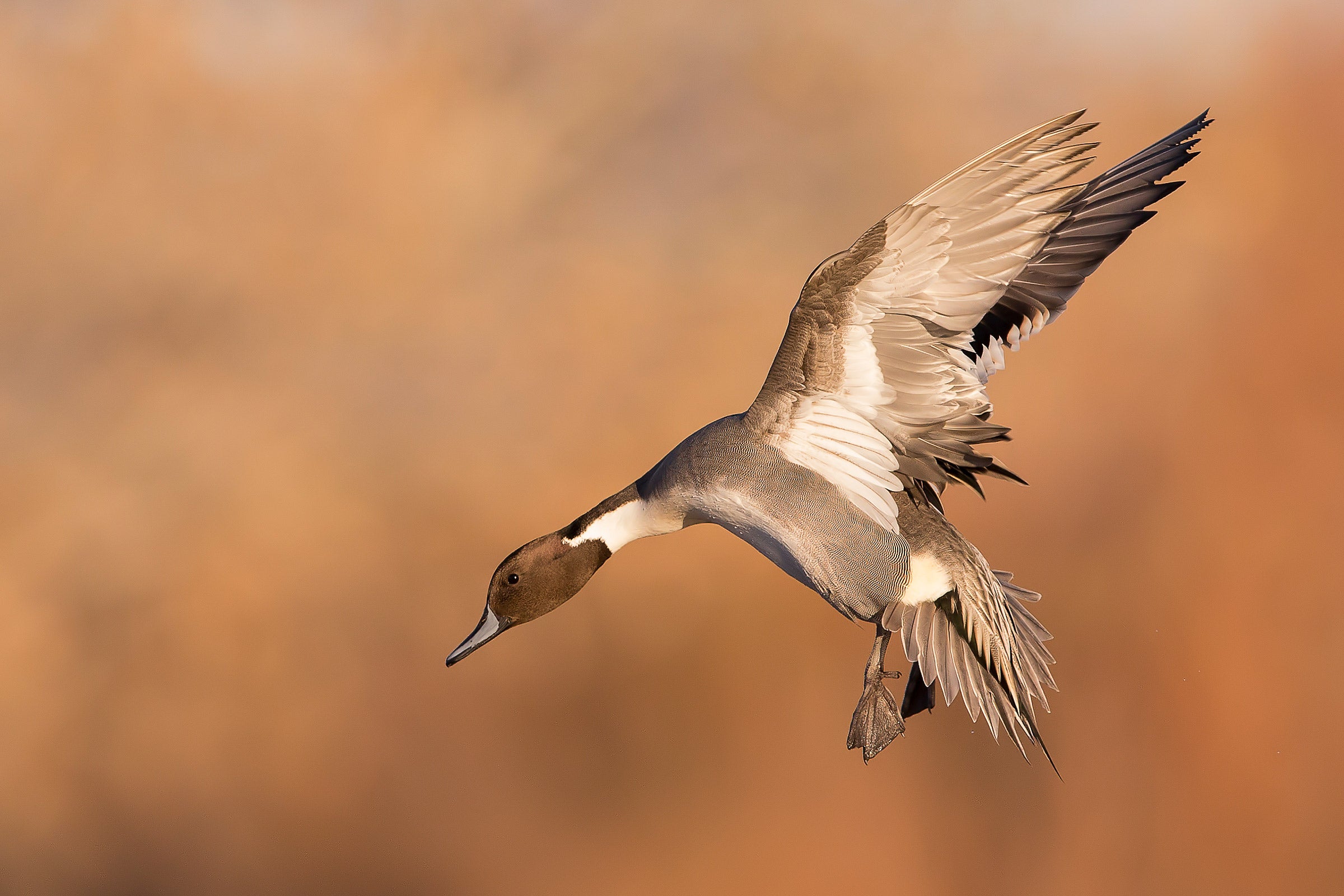 Northern Pintail. Audubon Field Guide