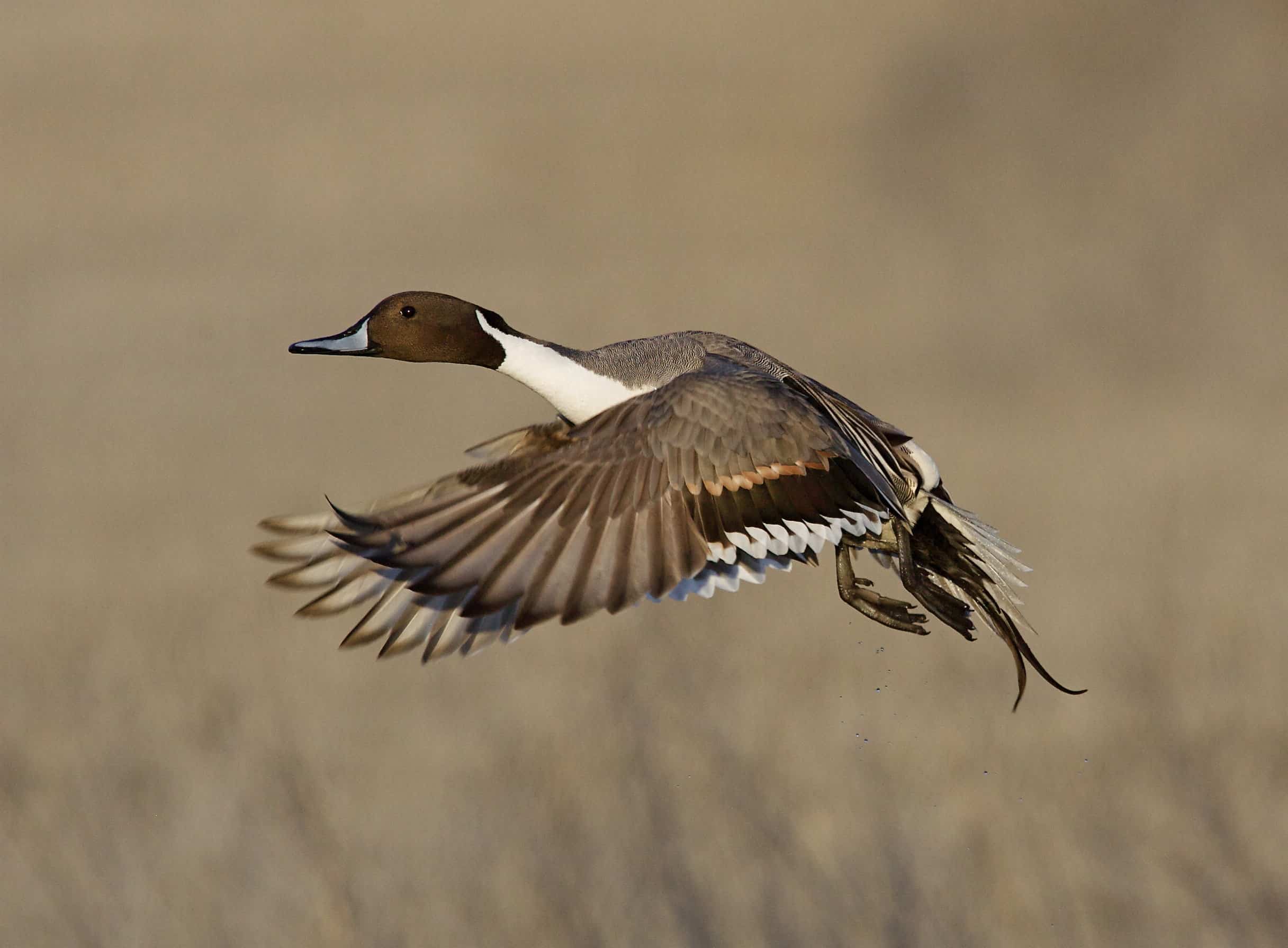 Northern Pintail Bird Facts Acuta Z Animals