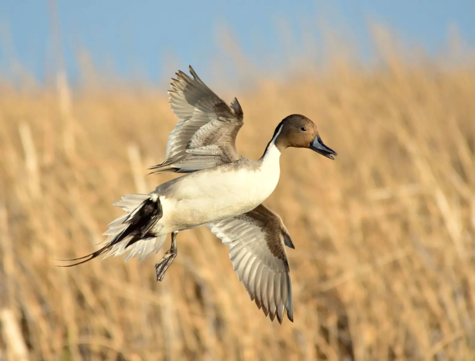 Northern Pintail, Diet, Habitat & Picture on Animalia.bio