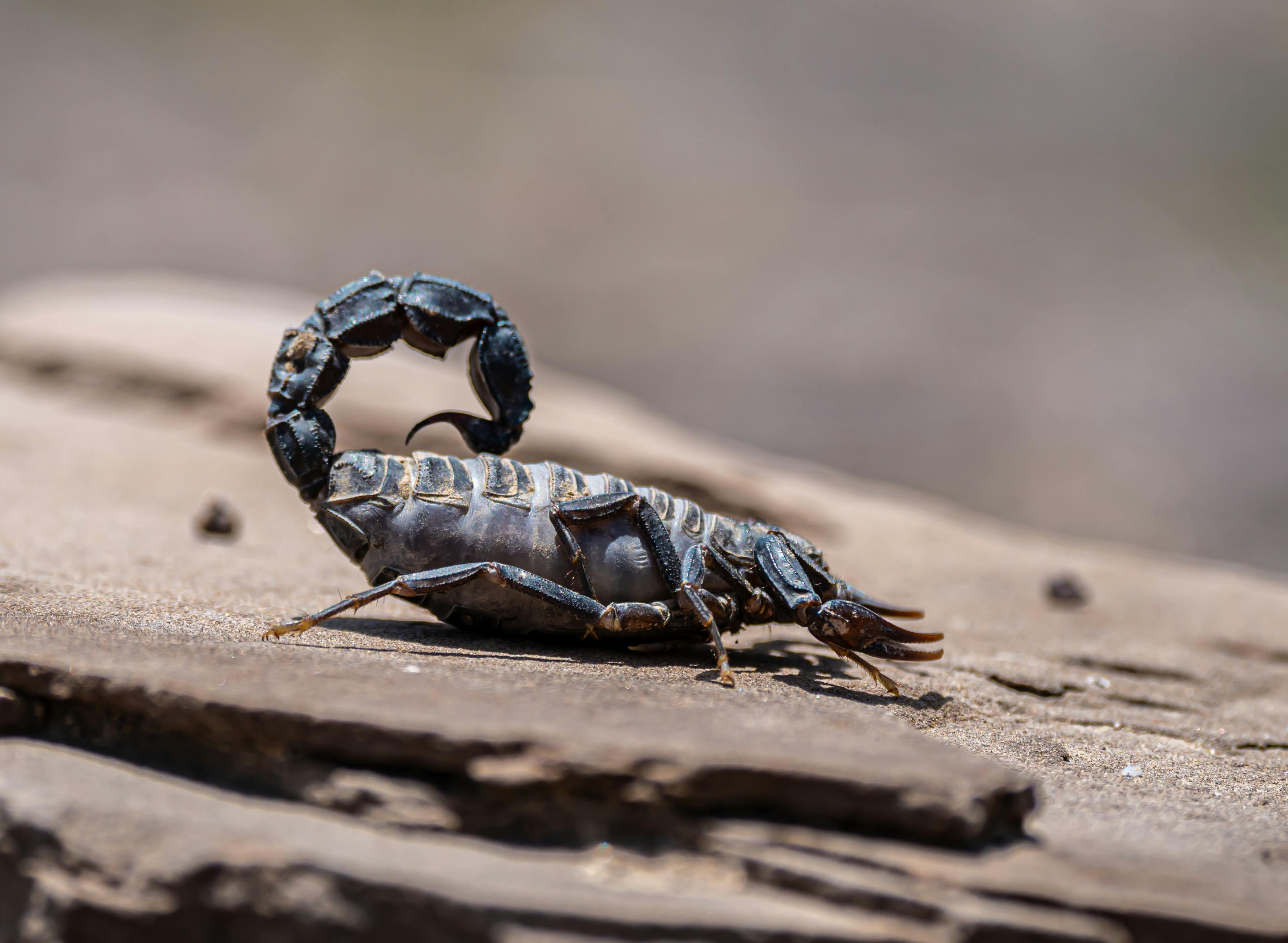 Scorpion Photo, Download The BEST Free Scorpion & HD Image