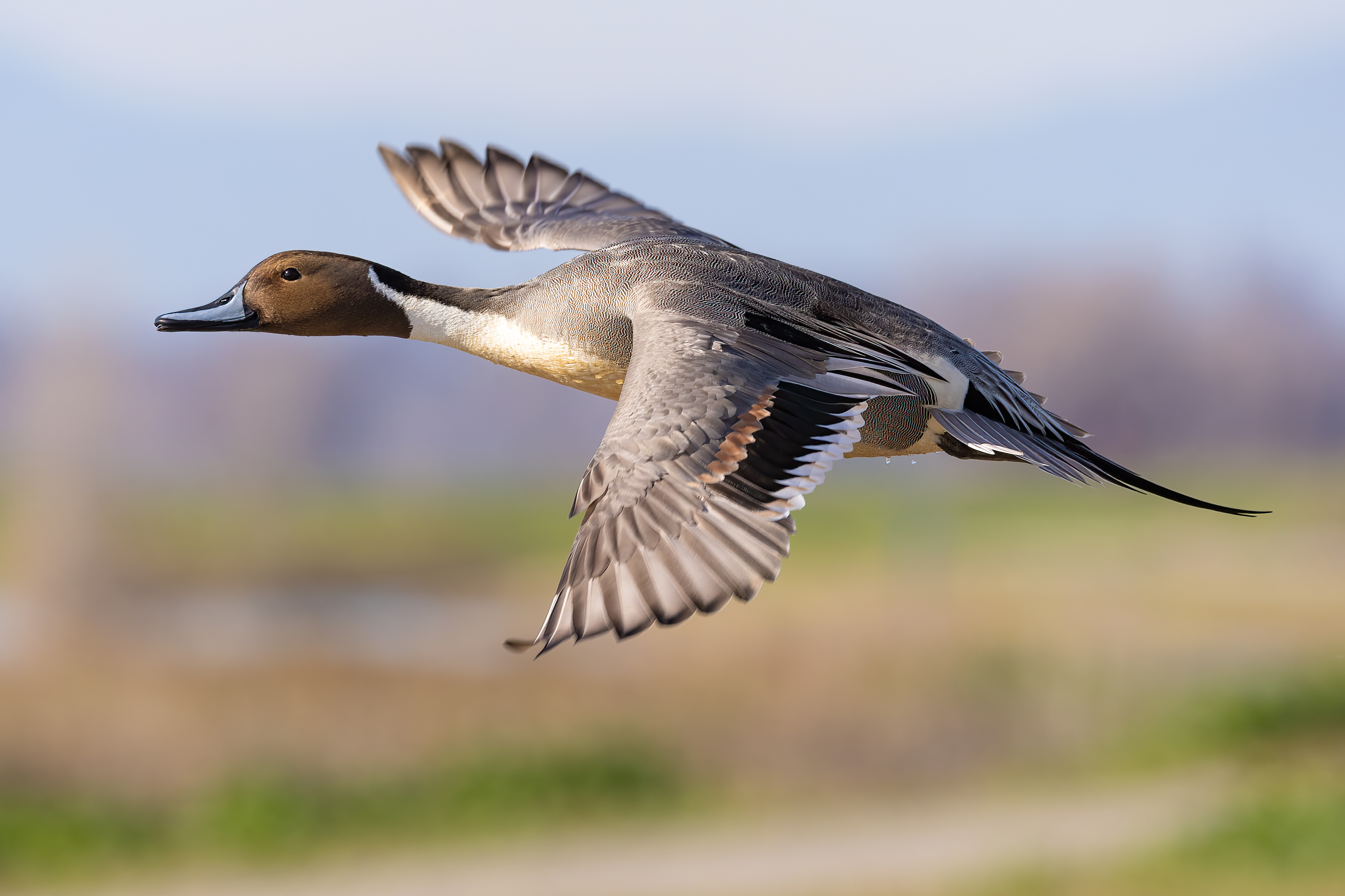 Northern pintail drake in flight at Llano Seco