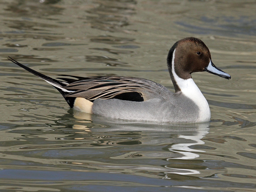 Northern Pintail Anas acuta. Boreal Songbird Initiative