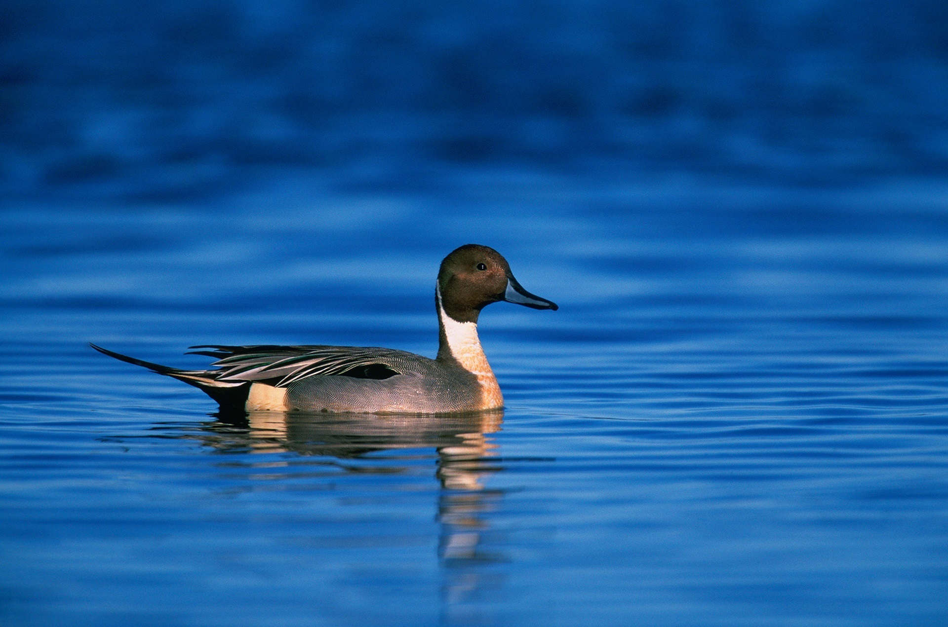 Free Image, nature, wing, male, wildlife, wild, portrait, reflection, beak, fauna, swimming, drake, vertebrate, waterfowl, water bird, mallard, mergus, northern pintail duck, sea duck, ducks geese and swans, seaduck 1920x1271
