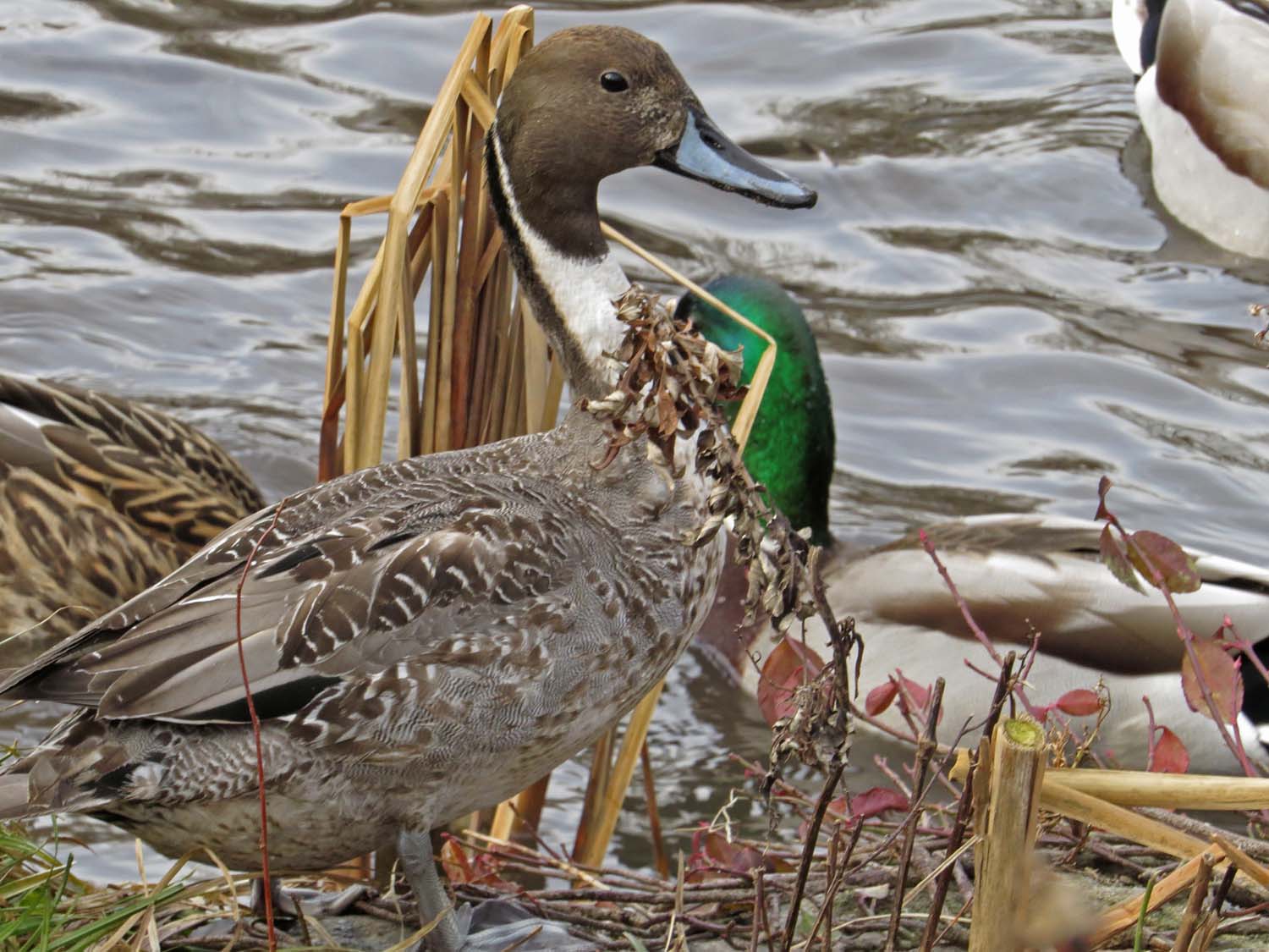 Northern Pintails