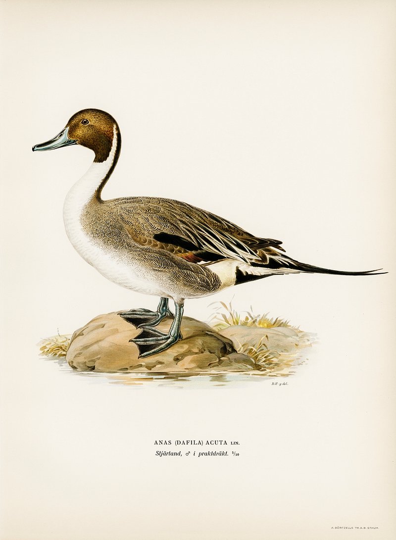 Northern Pintail Image Wallpaper