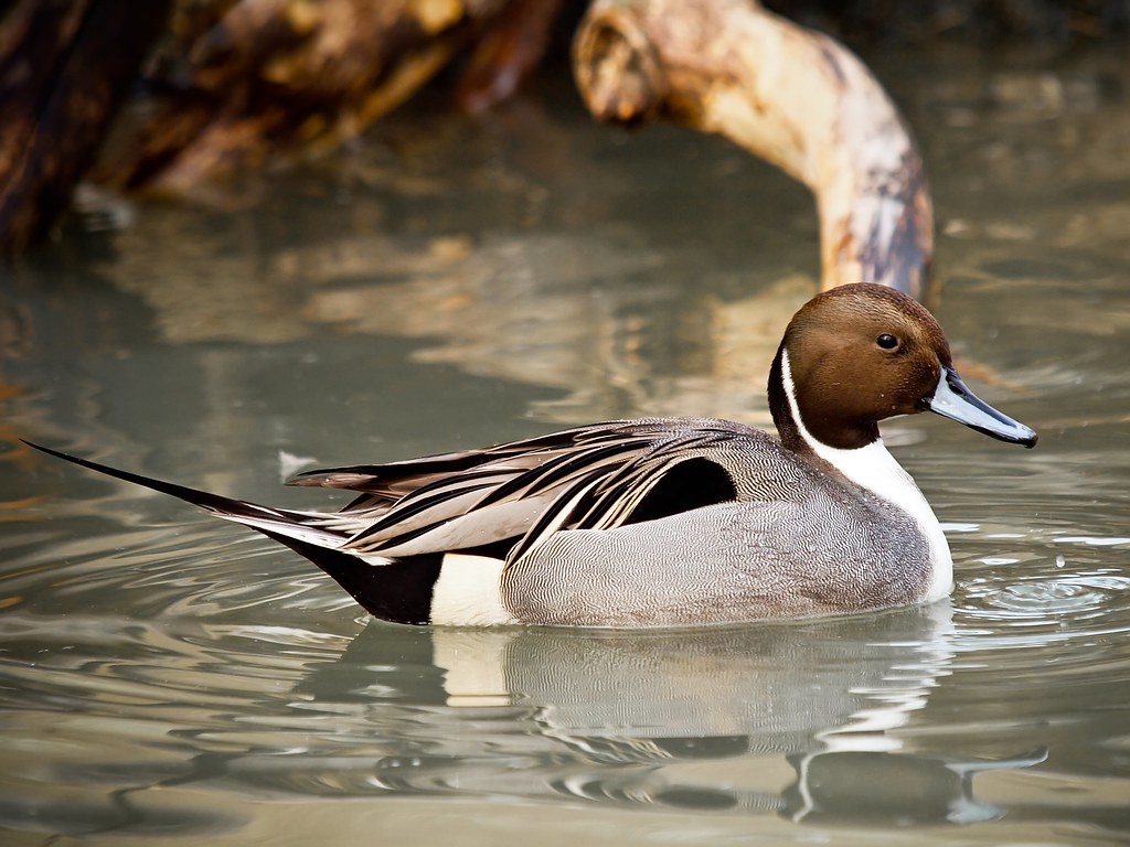 Northern Pintail (Anas acuta). Archive Hope everyone has