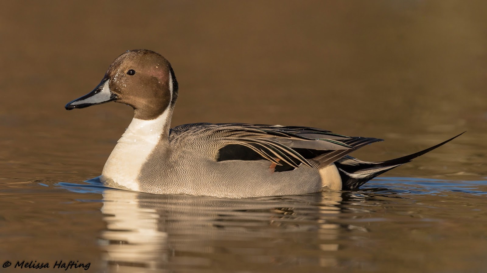 A study on Northern Pintails