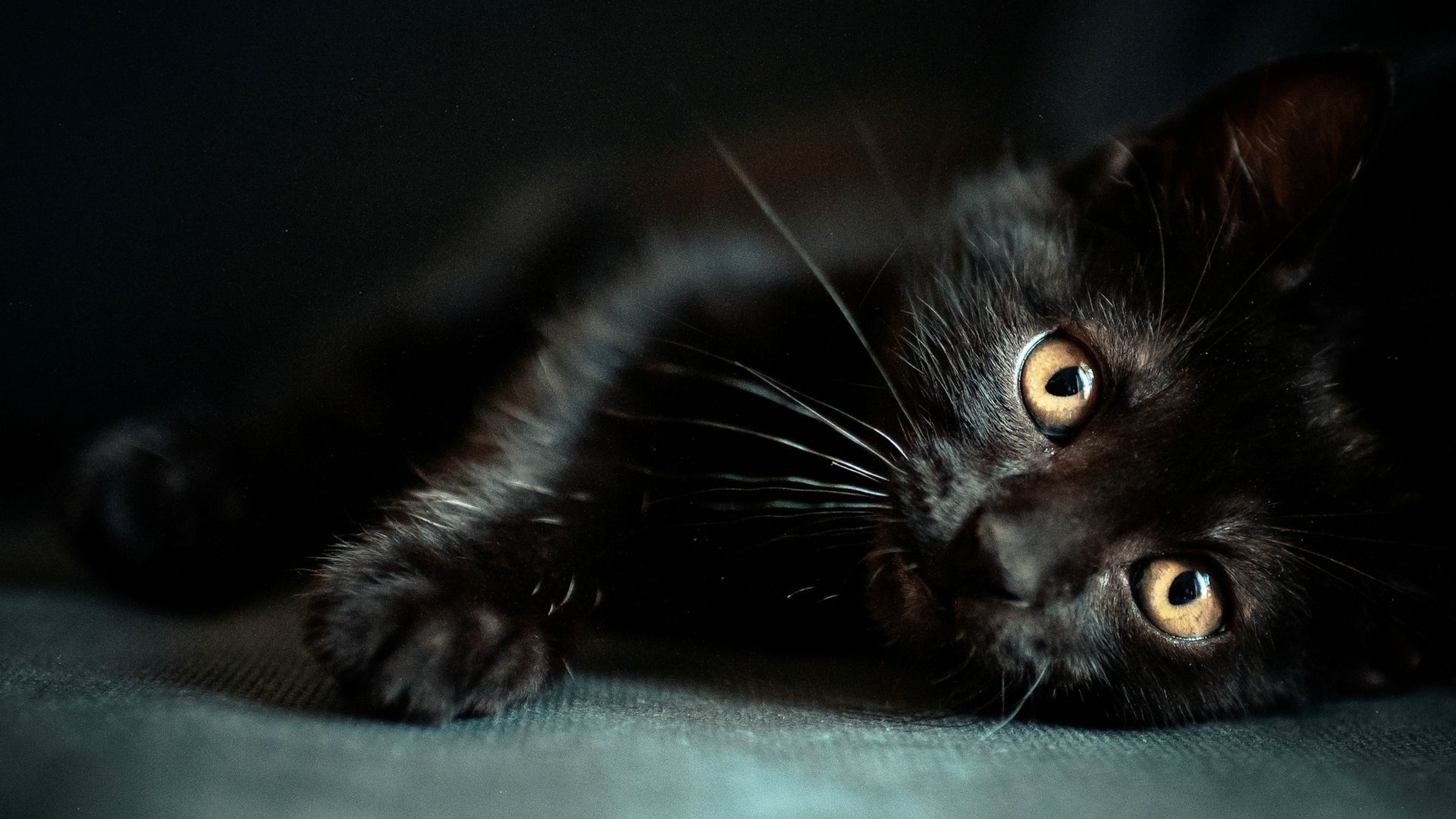 Wallpaper Black Cat Lying on Green Textile, Background Free Image