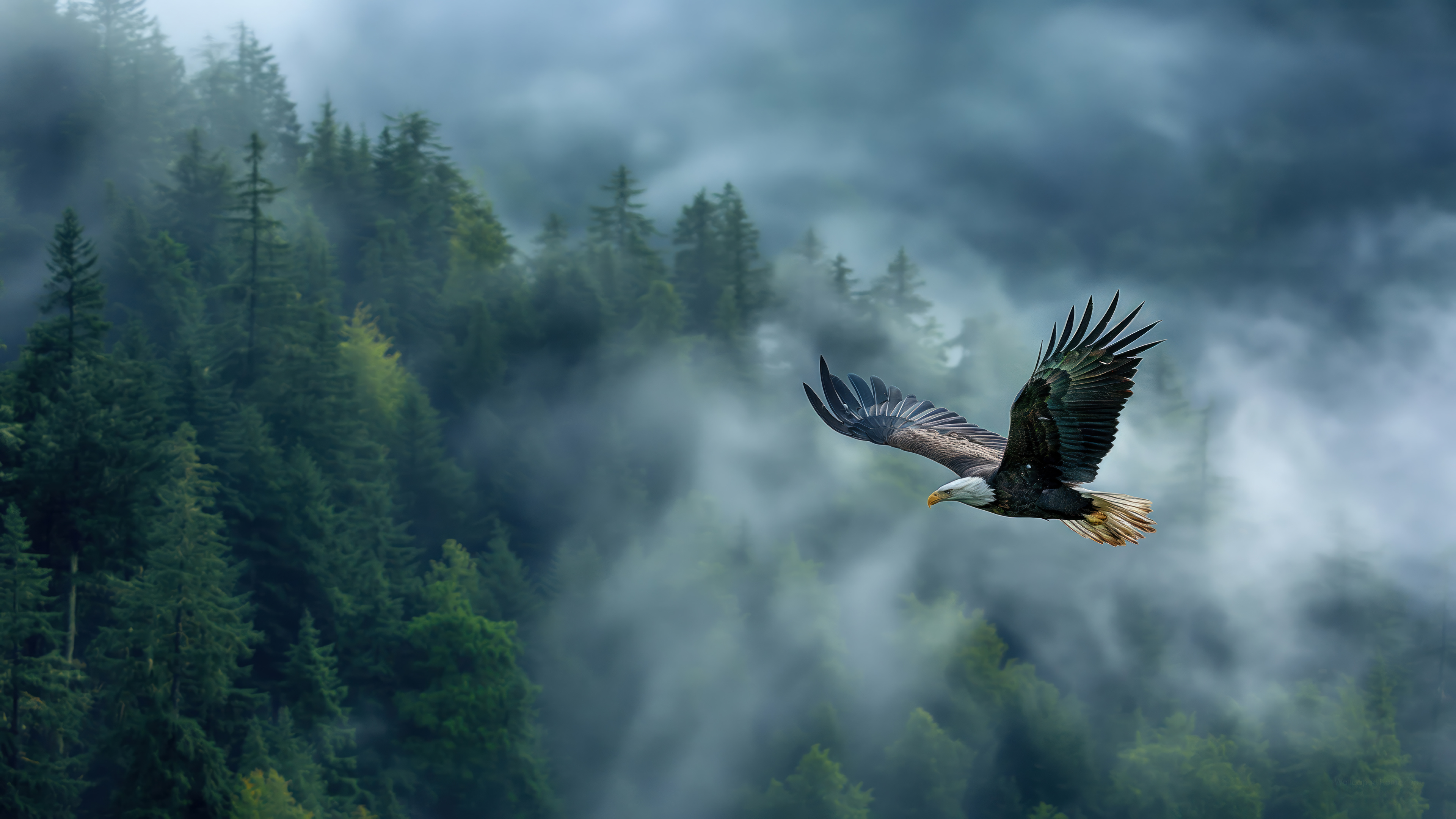 Eagle PC 4k Wallpapers - Wallpaper Cave, image size:3840x2160