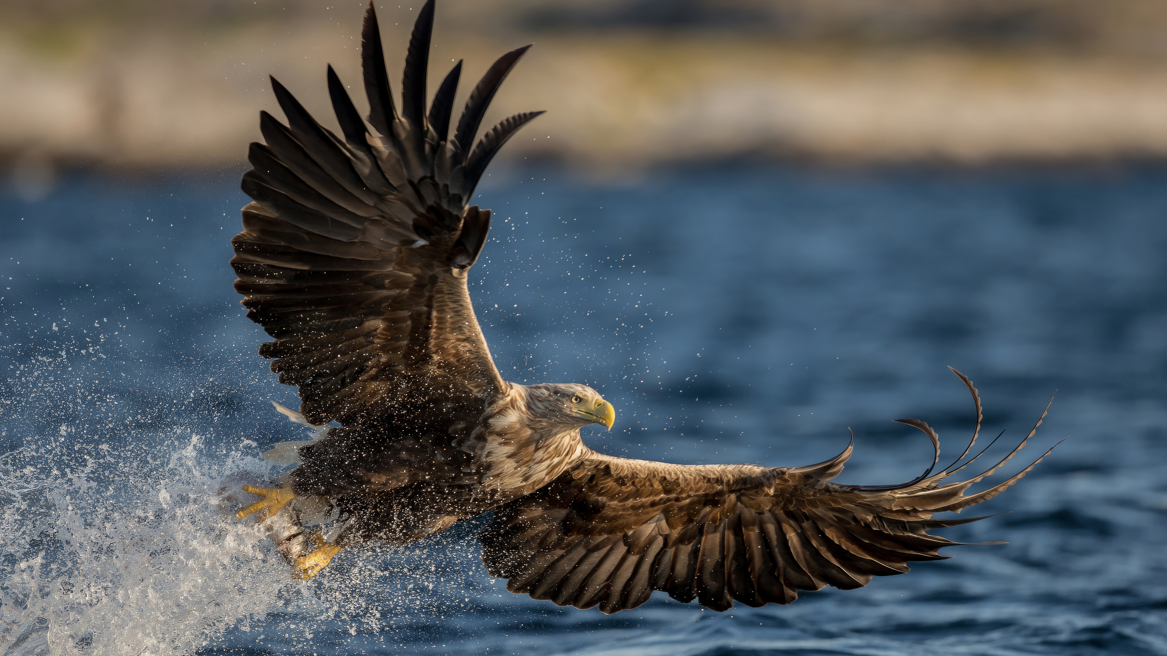 Eagle Flying Wallpaper 4K HD PC a