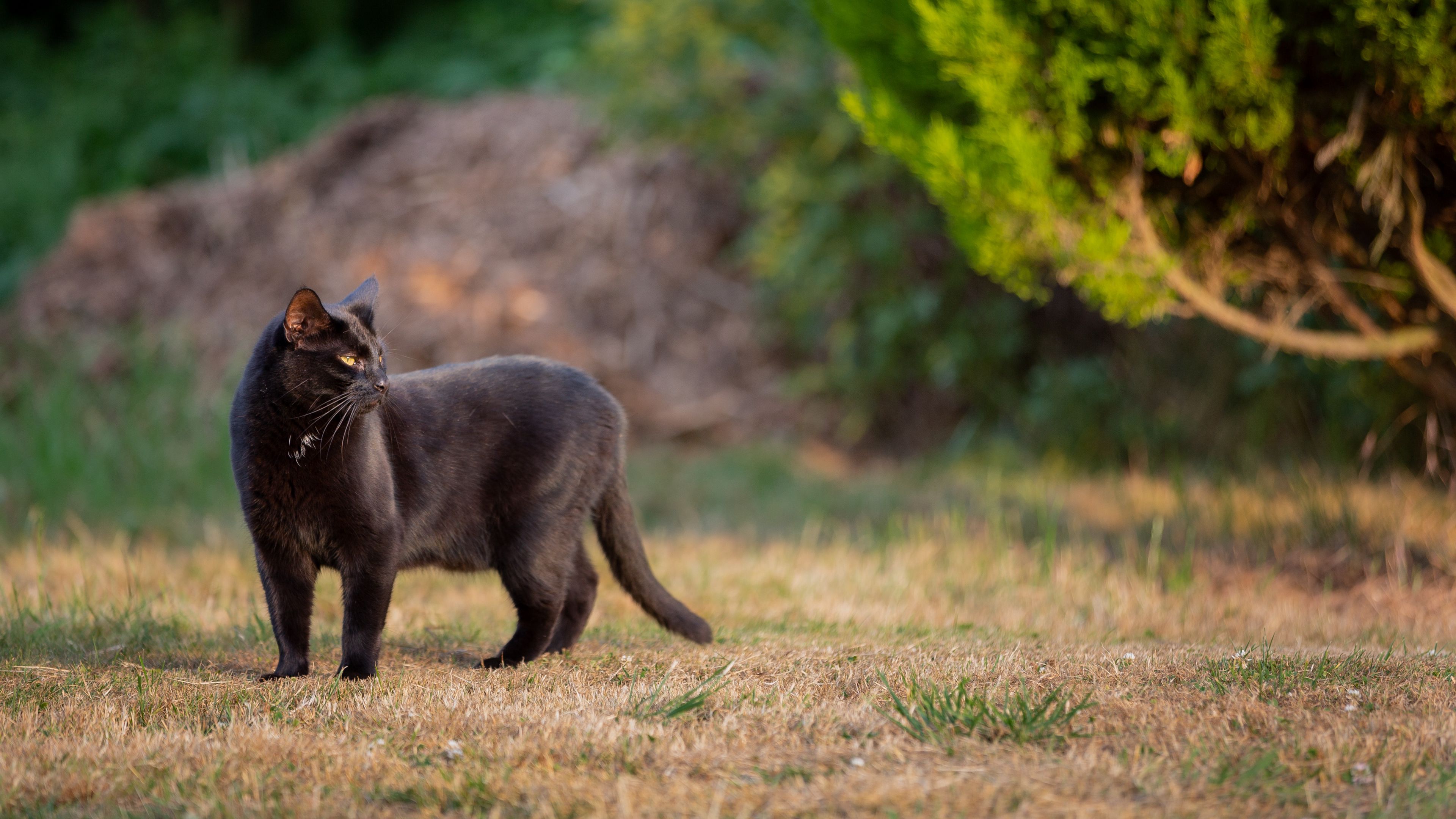 Download wallpaper 3840x2160 black cat, cat, walk 4k uhd 16:9 HD background