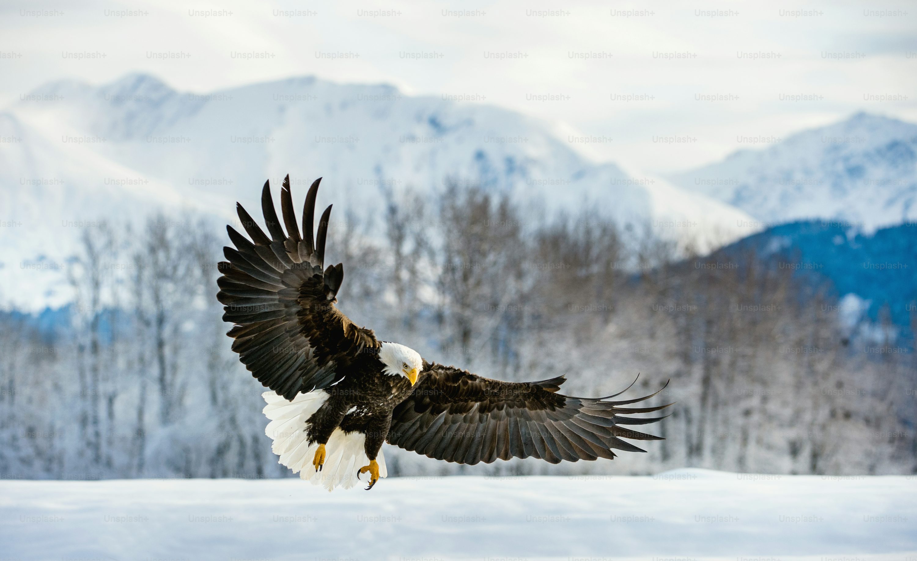Eagle Wallpaper: Free HD Download [HQ]