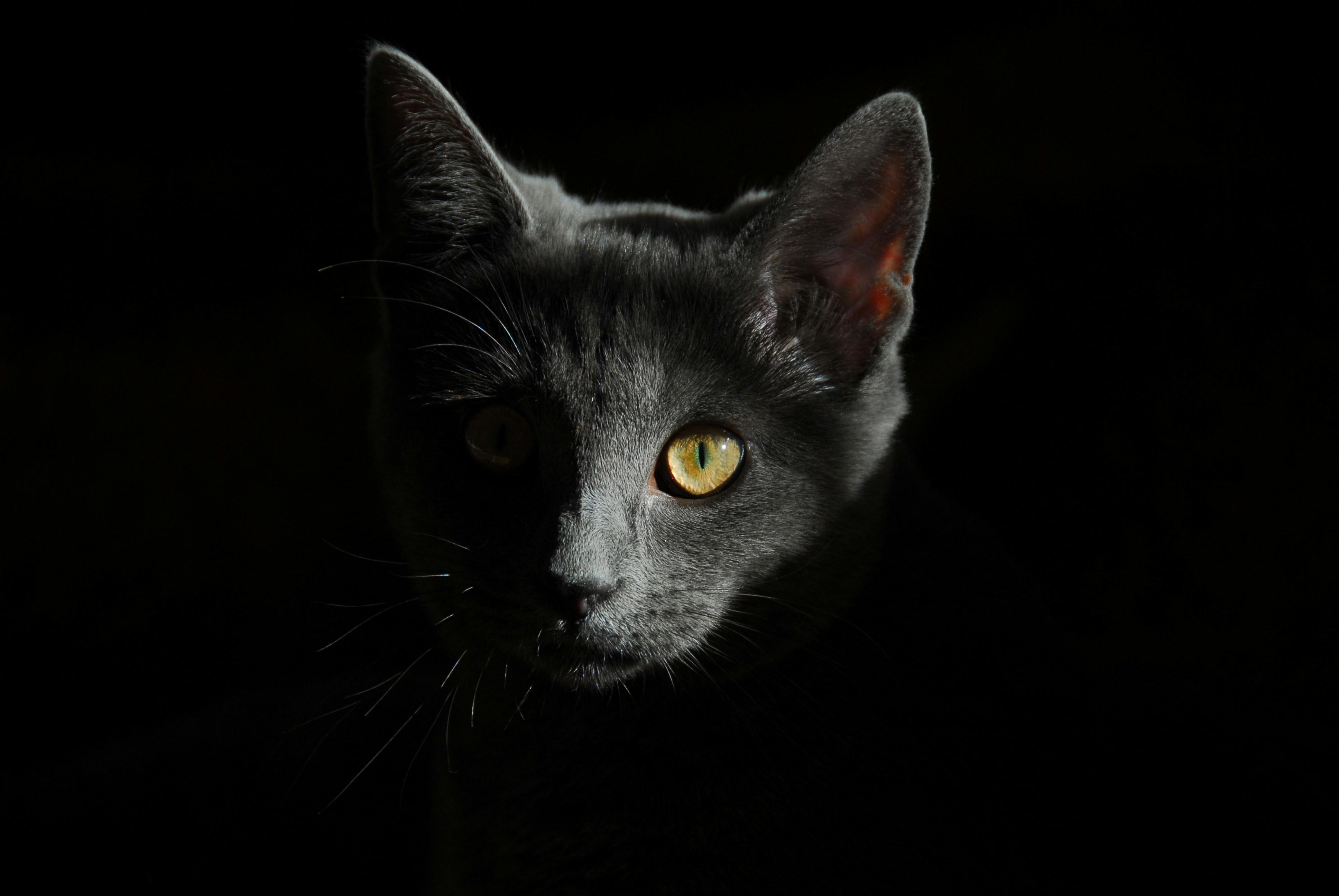 Gray Cat · Free