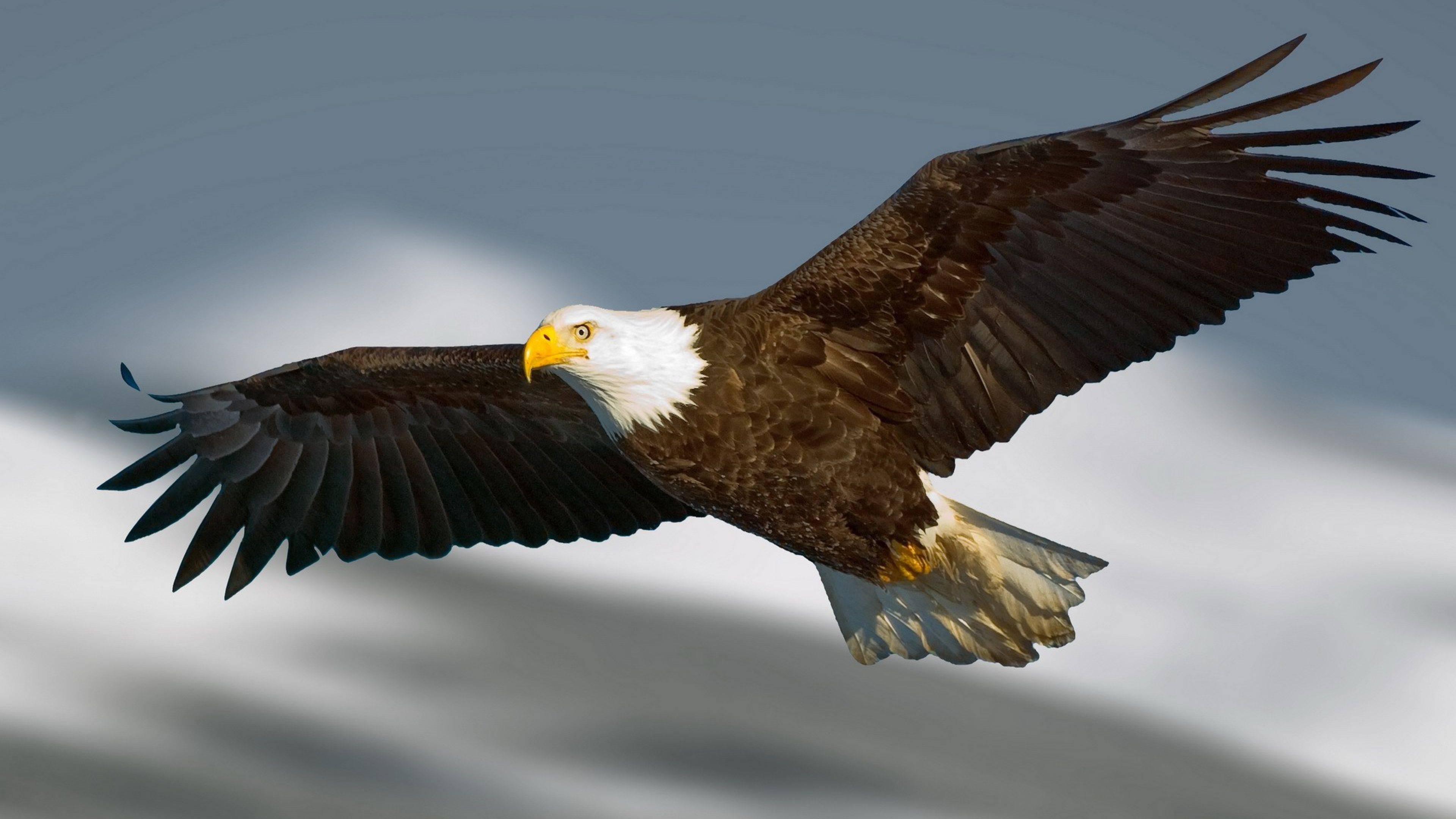 Flying Eagle HD Desktop Wallpaper 61398