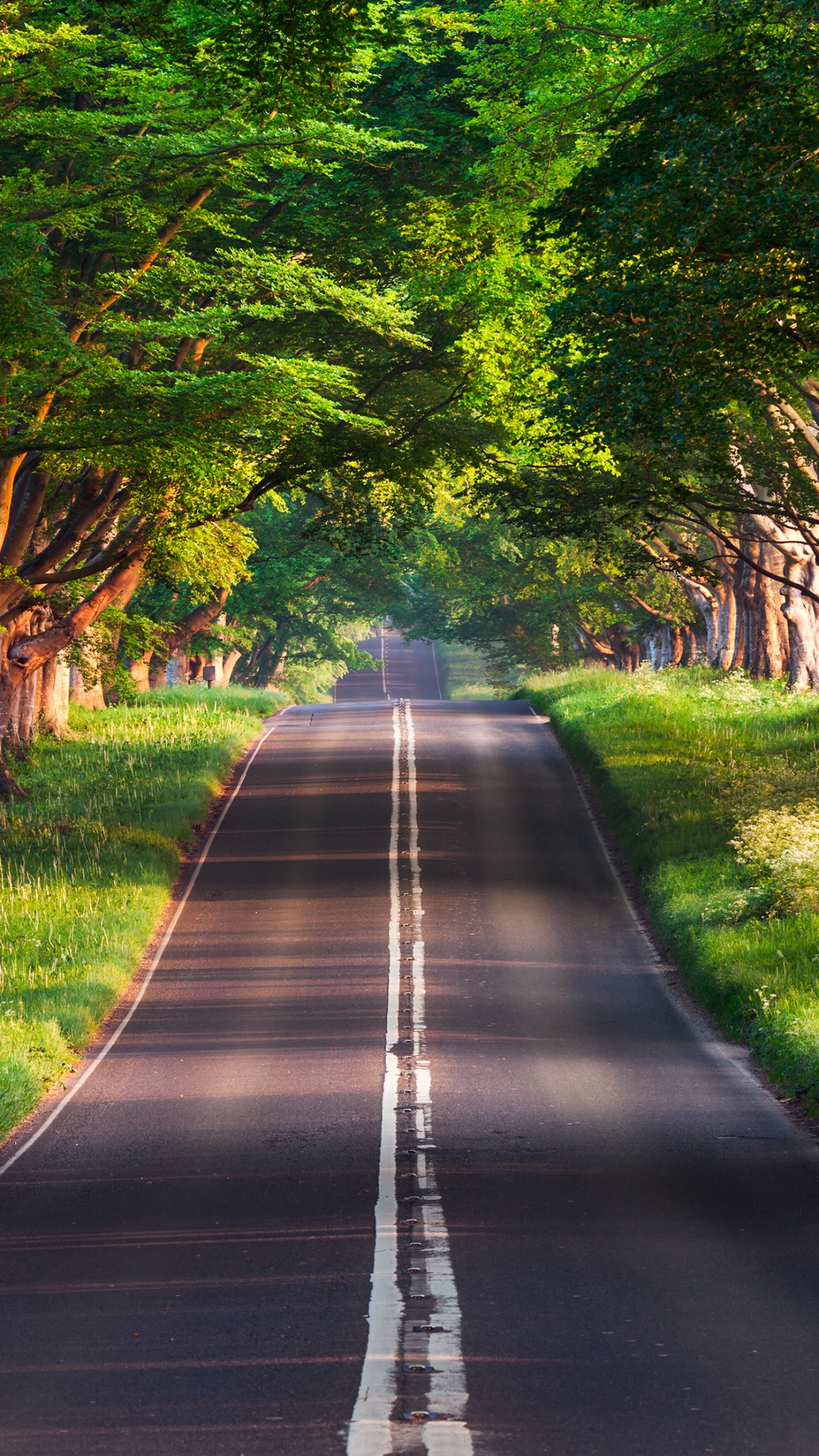 Blandford Road Wallpaper 4K, Empty Road, Green Trees