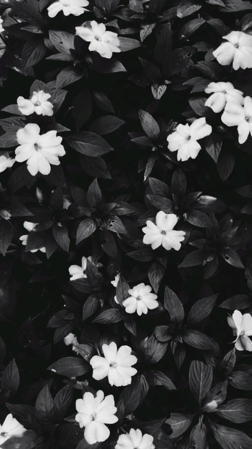 Black and White Mobile Wallpaper, HD Black and White Mobile Background on WallpaperBat