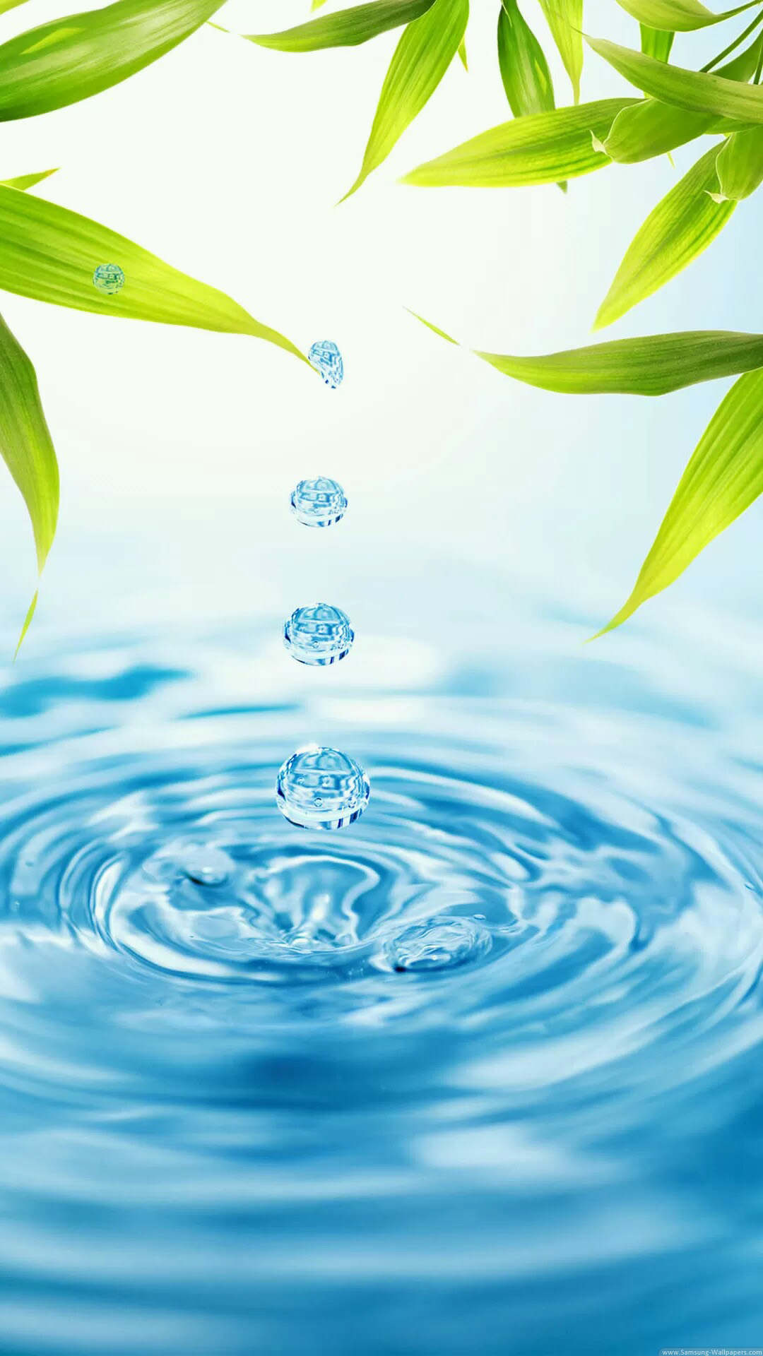 Bamboo Leaves Water Drops iPhone 6 Plus HD Wallpaper / iPod