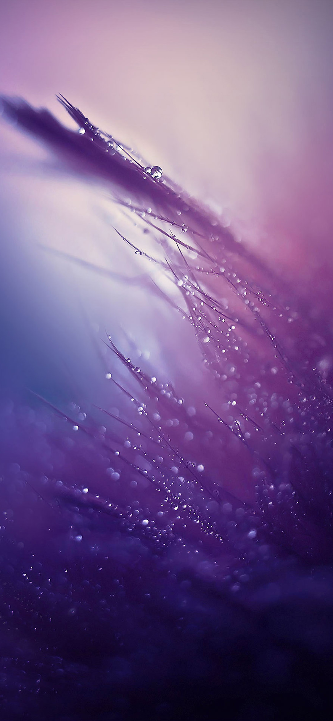 nature rain drop leaf pruple soft pattern