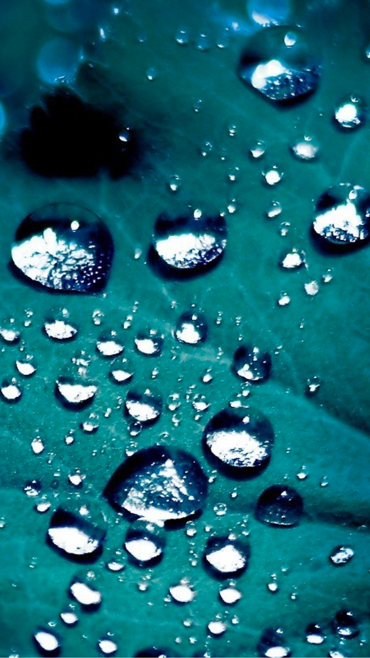 Water drops leaf Wallpaper for iPhone 11, Pro Max, X, 8, 7, 6