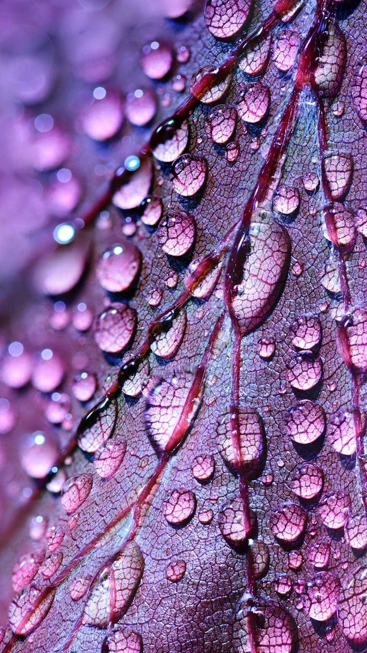 Purple iPhone wallpaper HD lockscreen dewdrops drops water droplets on leaf