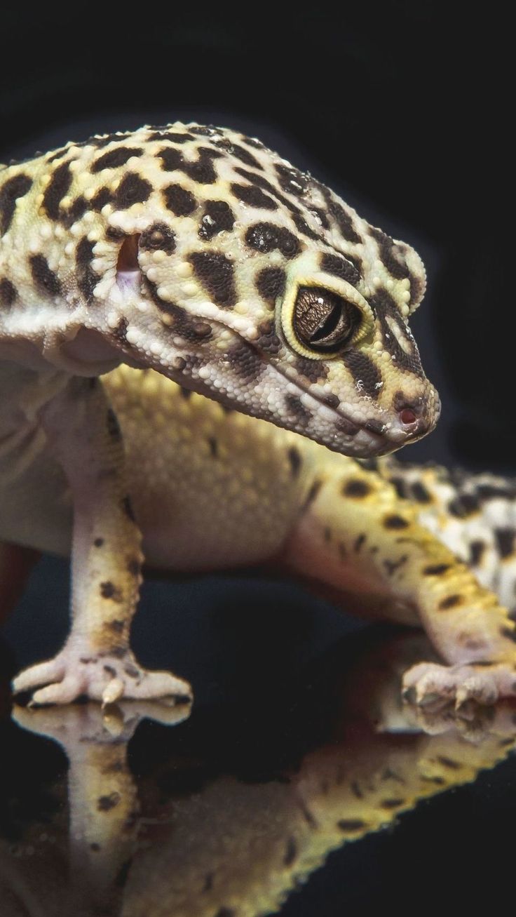 Leopard Gecko Head and Legs Close Up Wallpaper HD