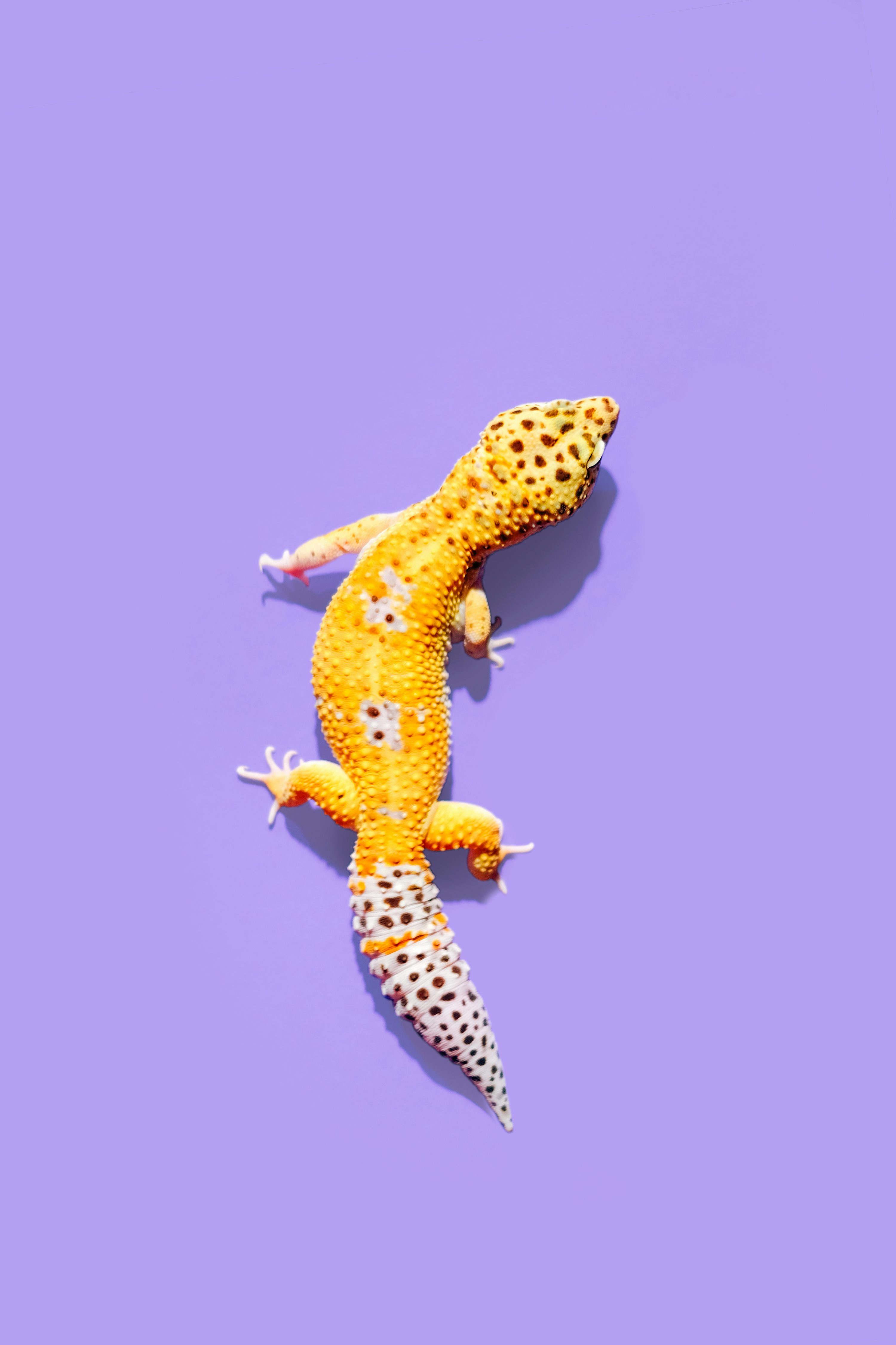 Yellow gecko photo