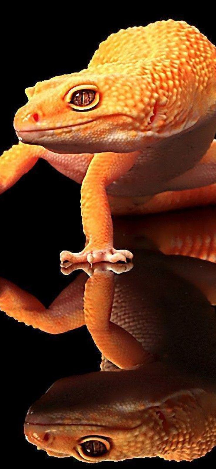 Cool Lizard HD Wallpaper 1920x1080 Download