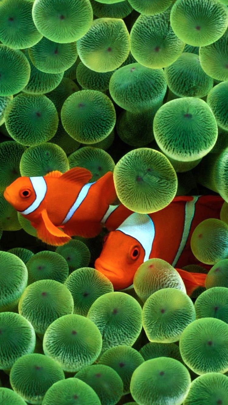 Most Memorable iOS Wallpaper of All Time