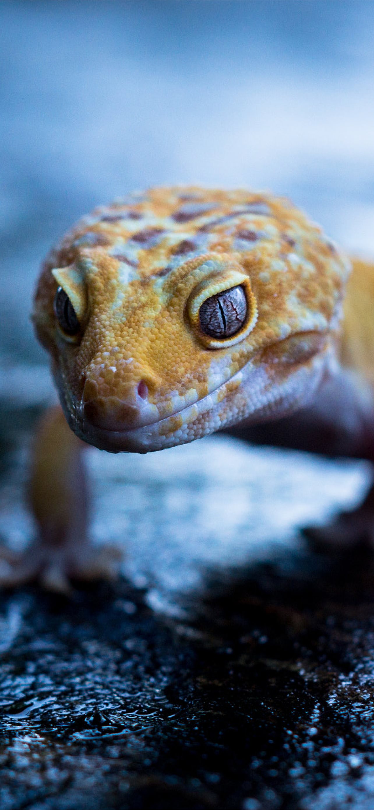 gecko iPhone Wallpaper Free Download