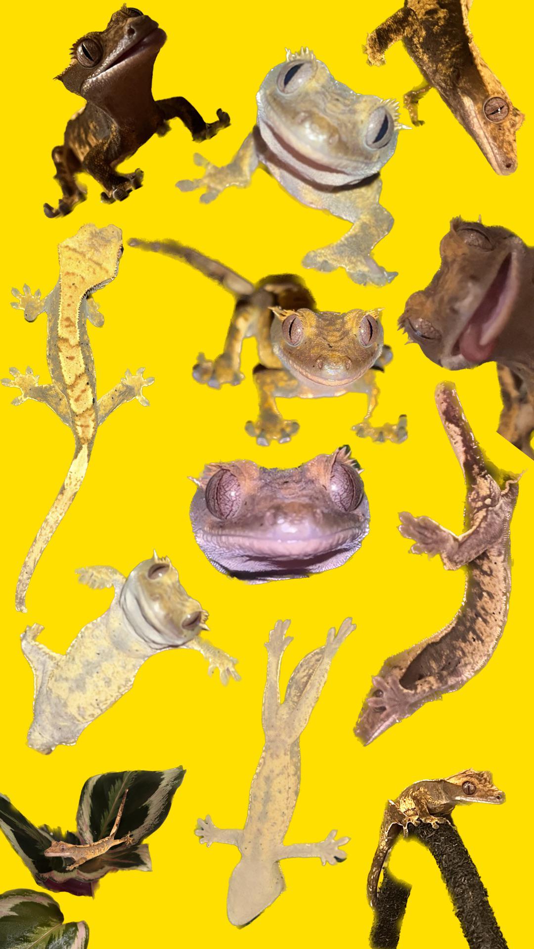 Soooo I wanted a photo of Mushu as my phone wallpaper, but I couldn't decide so I made a little collage